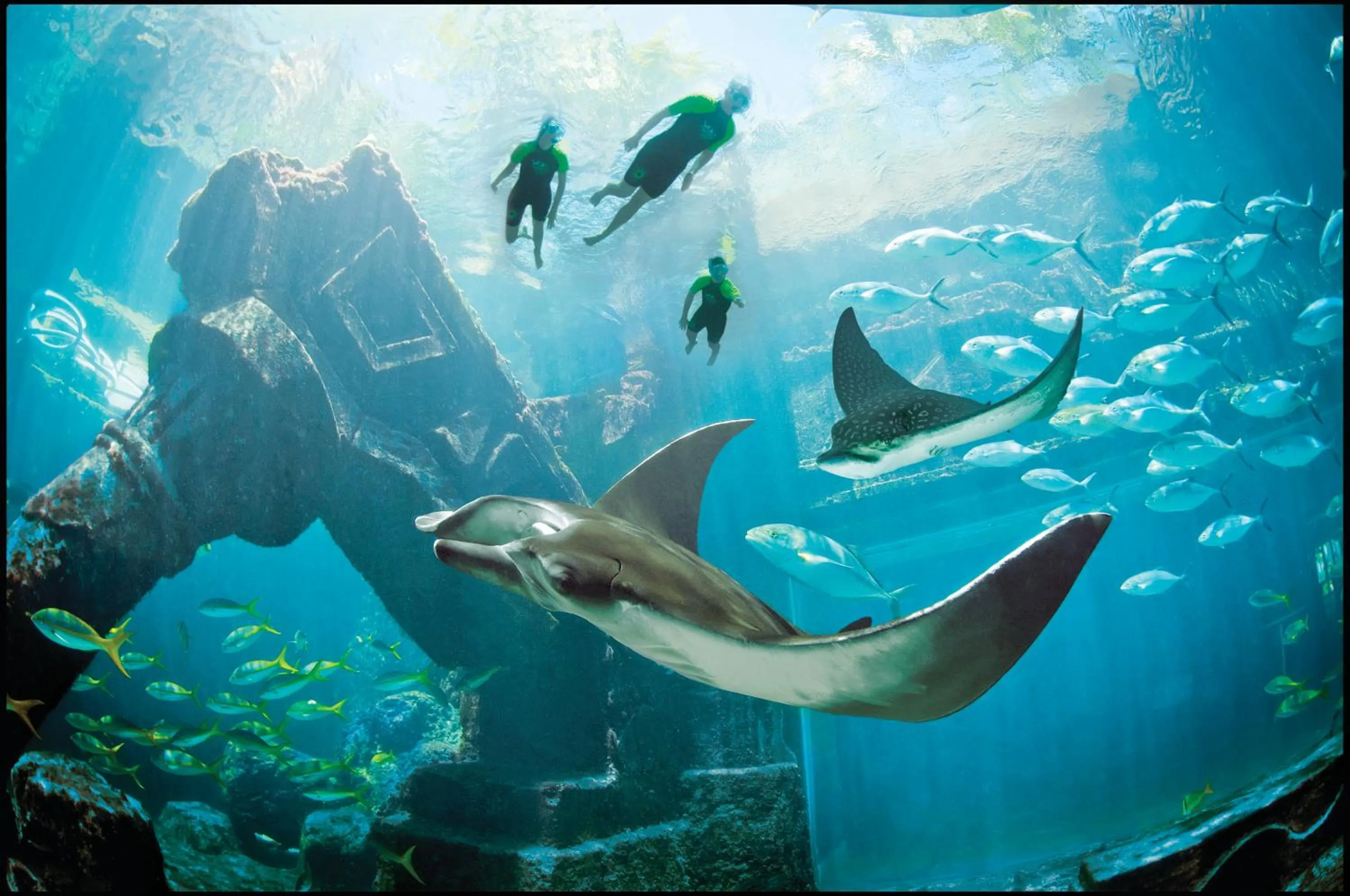 Snorkeling in The Royal at Atlantis