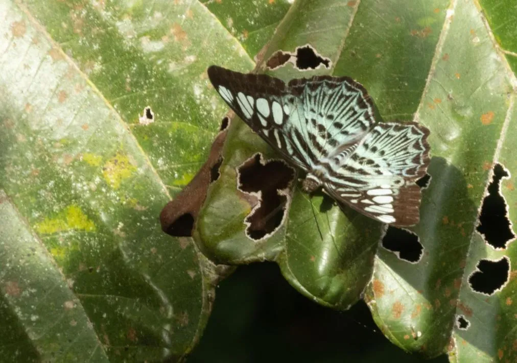 AHAS GAWWA Eco Lodge