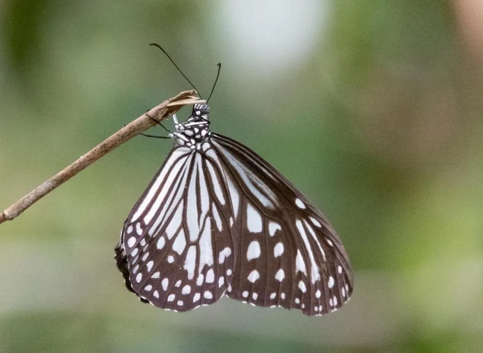 AHAS GAWWA Eco Lodge