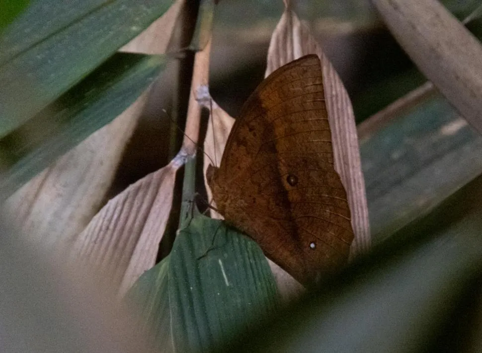 AHAS GAWWA Eco Lodge