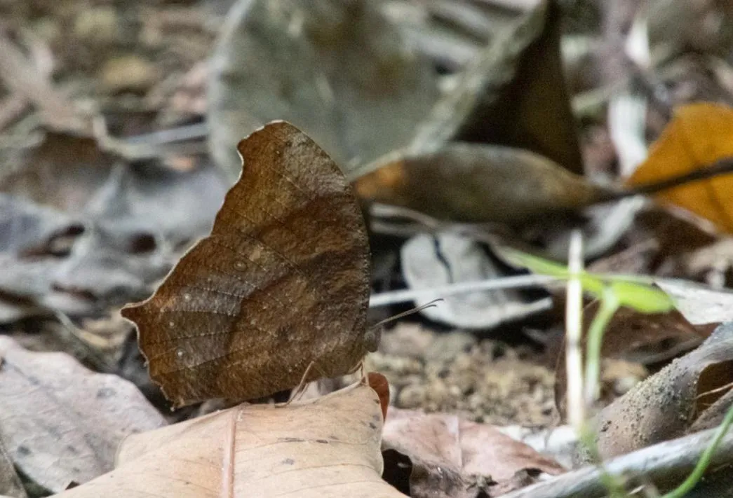 AHAS GAWWA Eco Lodge
