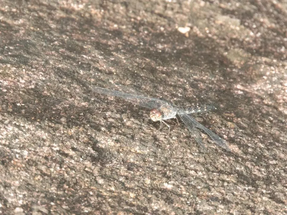 AHAS GAWWA Eco Lodge