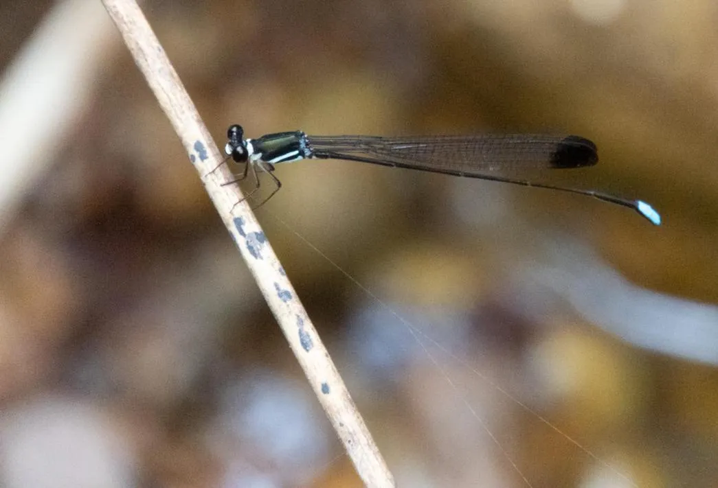 AHAS GAWWA Eco Lodge