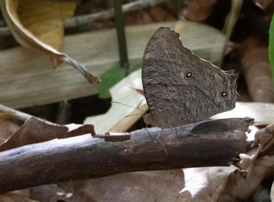 AHAS GAWWA Eco Lodge