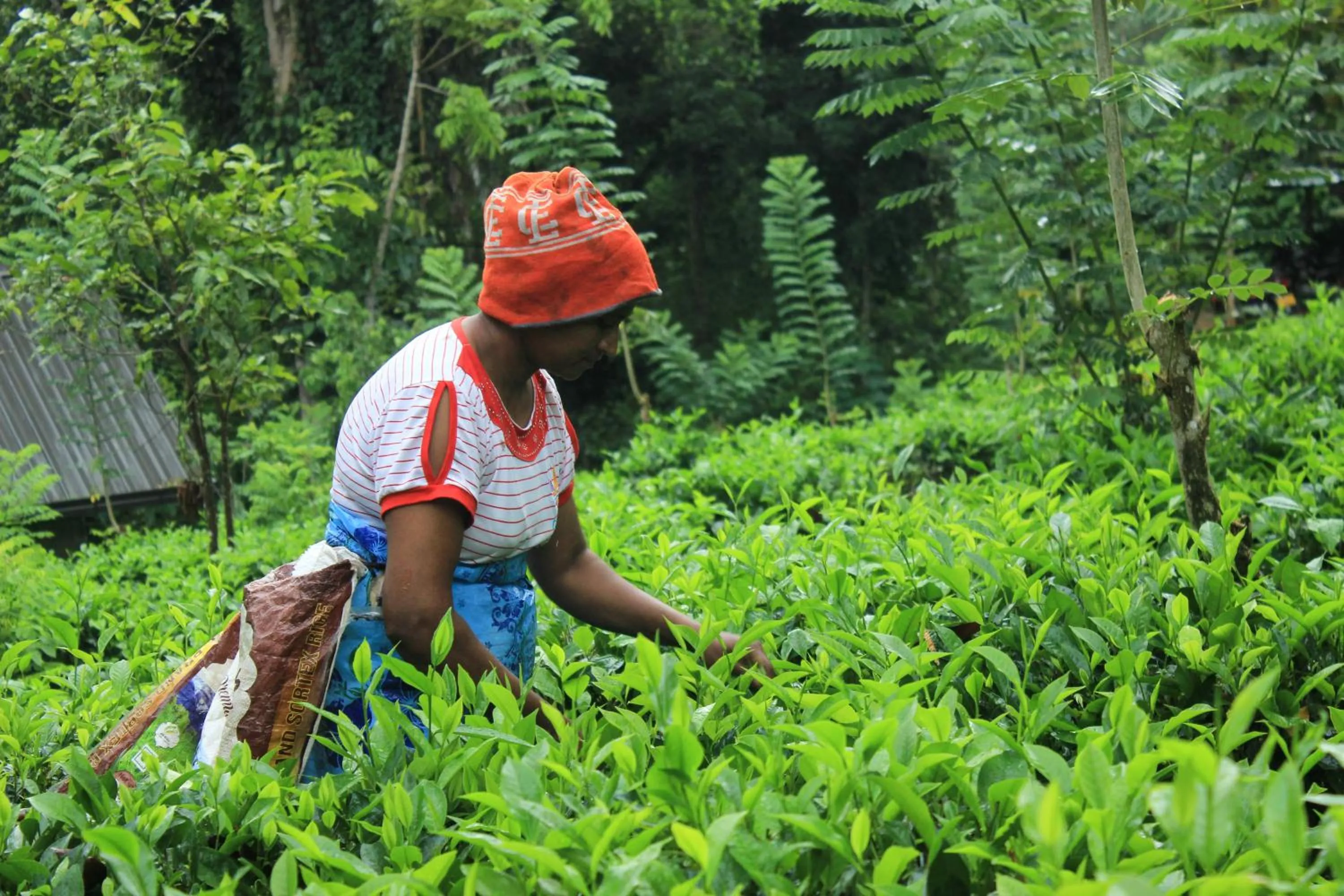 Activities in AHAS GAWWA Eco Lodge