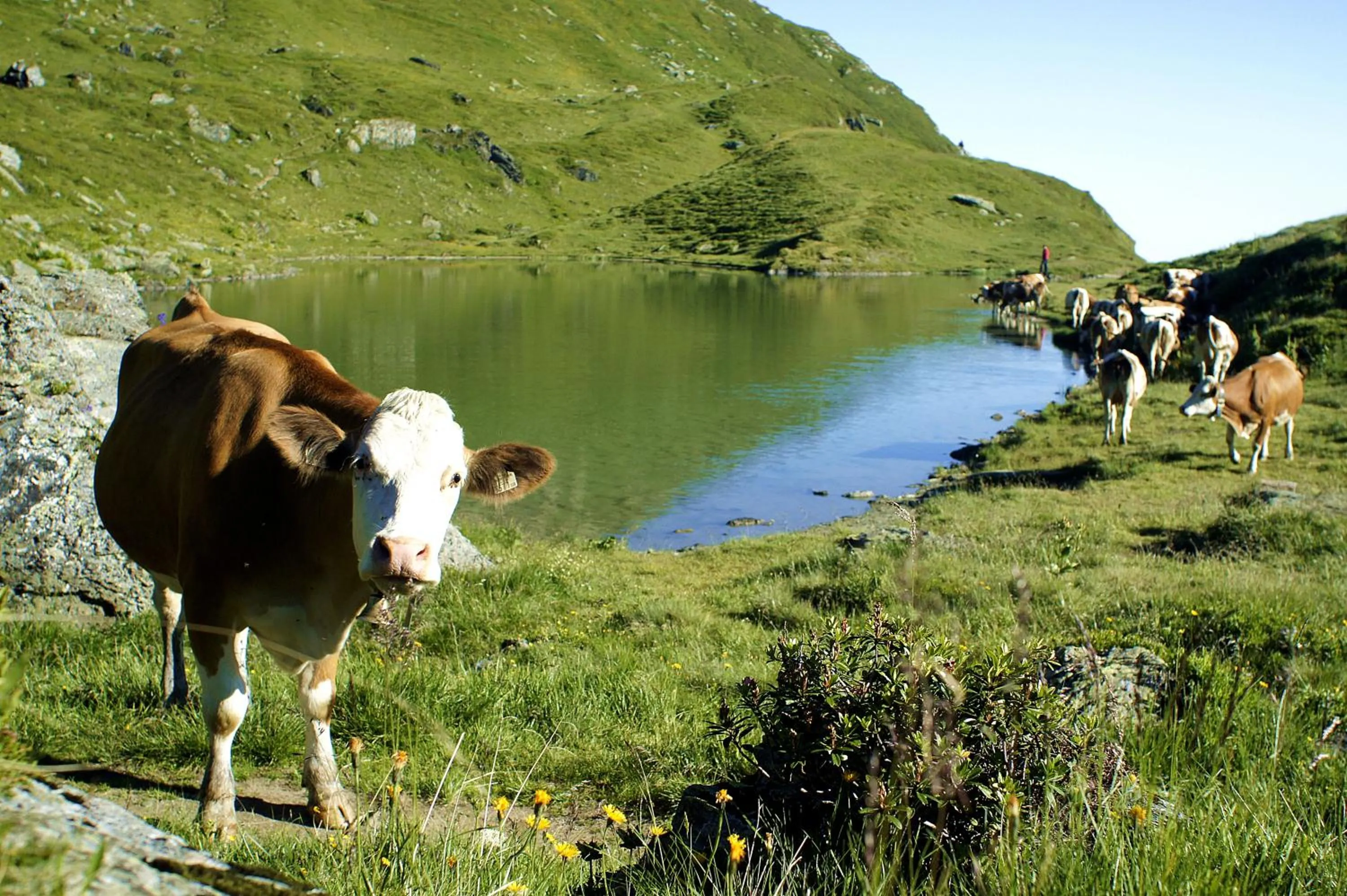 Hiking in Hotel Wechselberger by Alpeffect Hotels