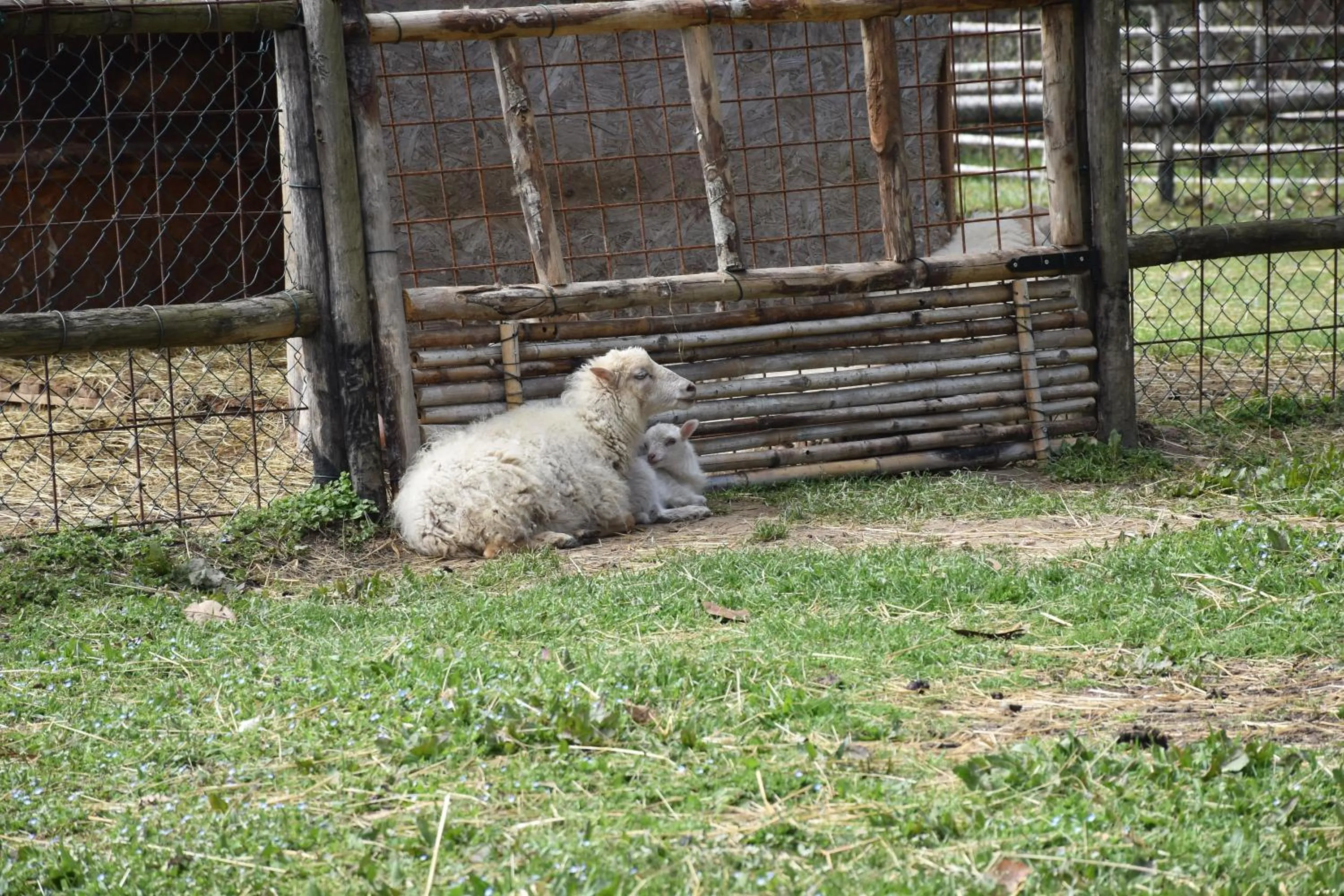Animals in Venicegreen Agriresort