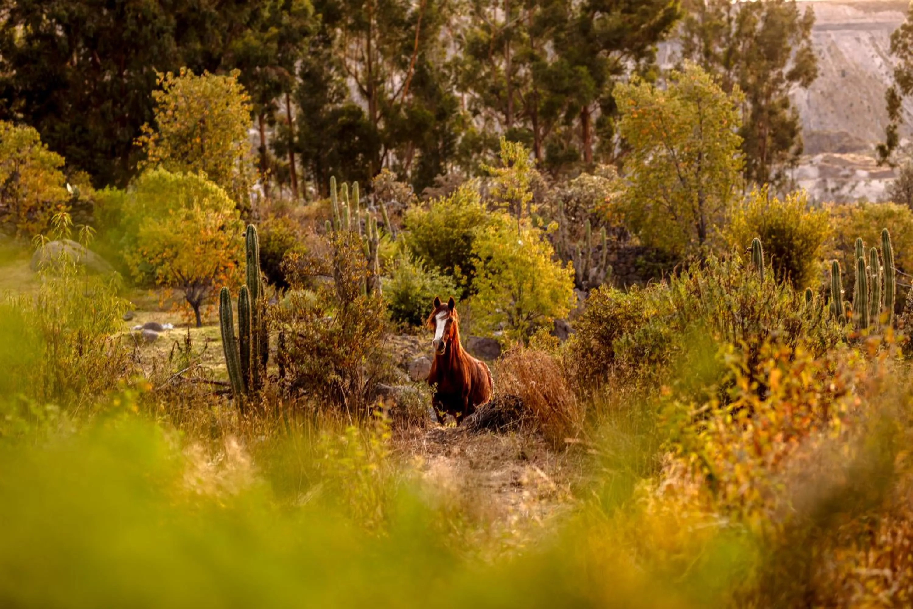 Natural landscape in Las Casitas, A Belmond Hotel, Colca Canyon
