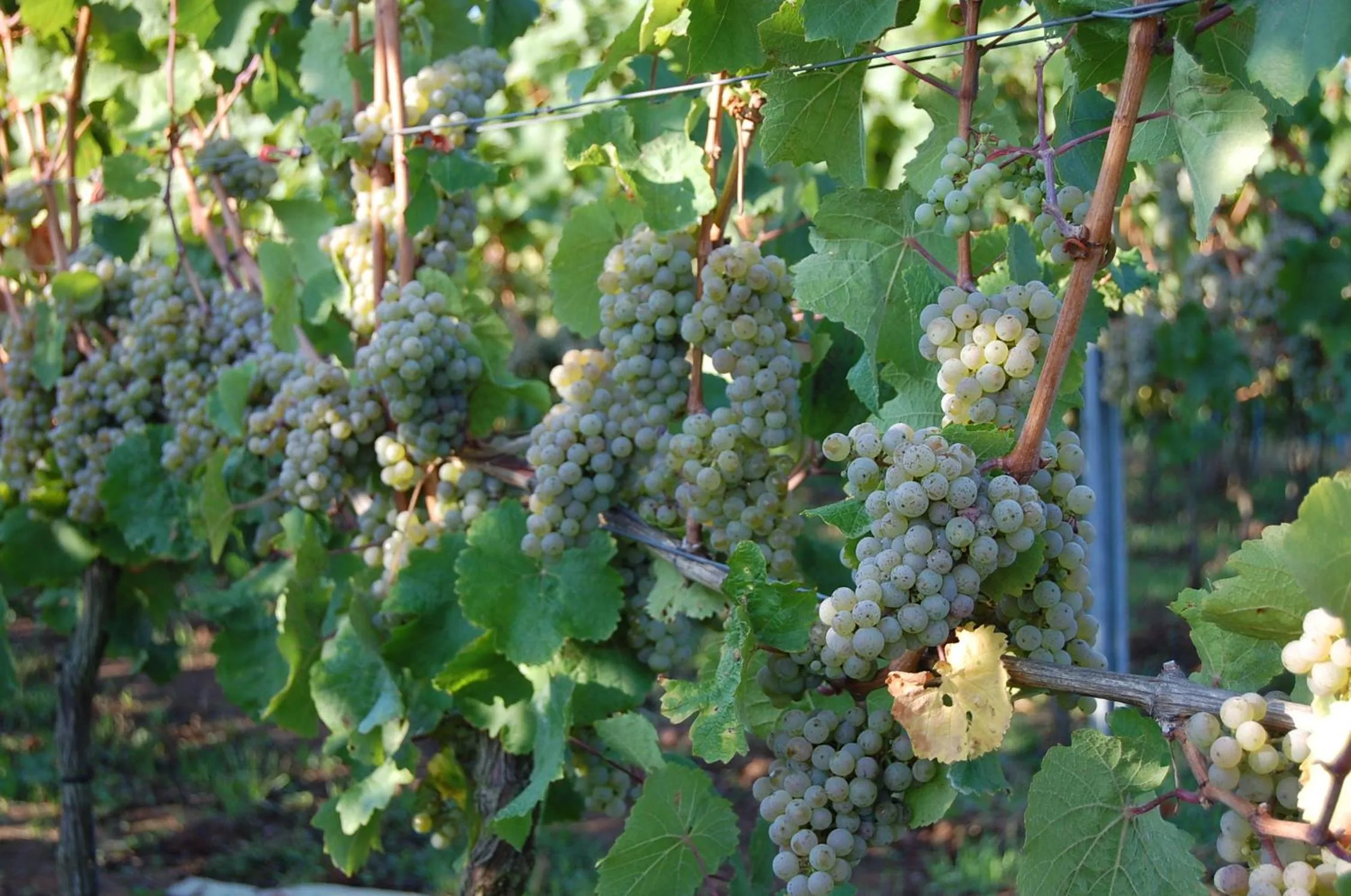 Activities in HEINRICHs winery bed & breakfast
