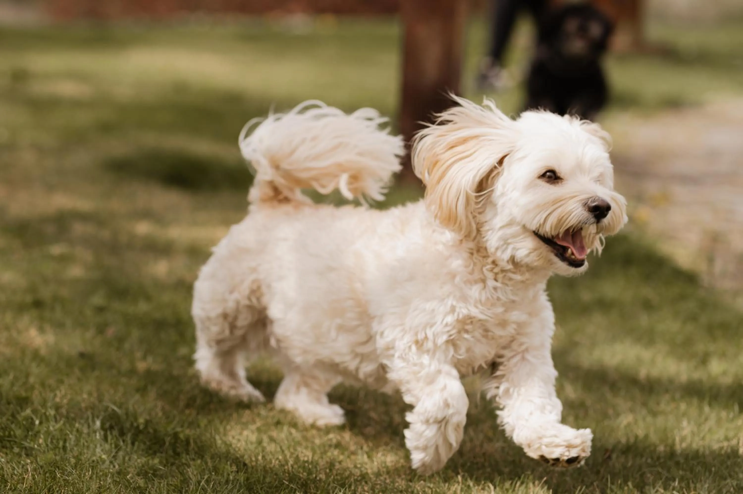 Pets in Das Eisenberg
