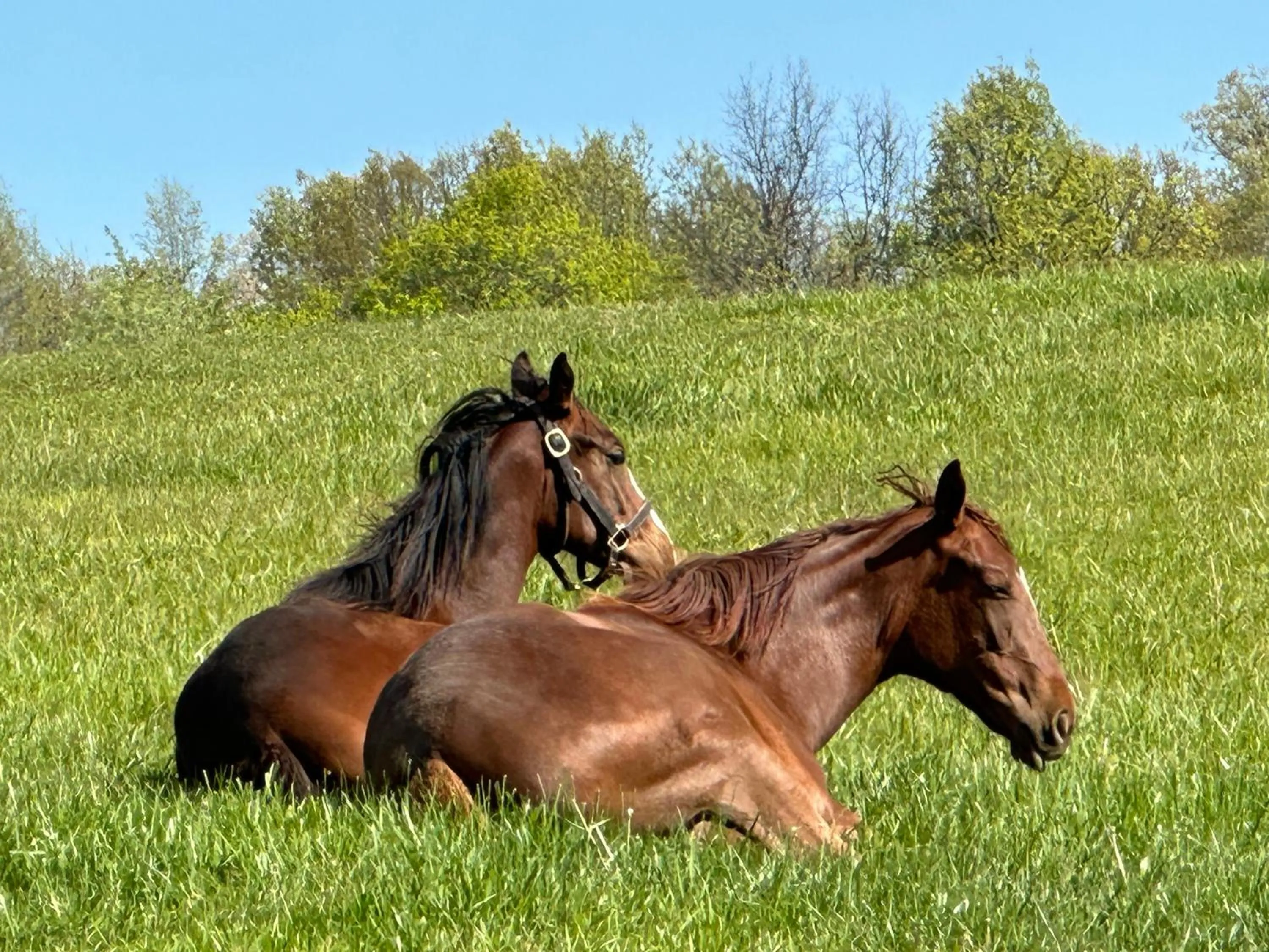 Horse-riding in Pillow and Paddock B&B