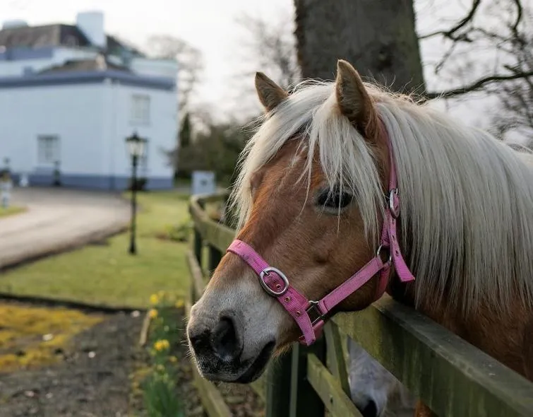Animals in Leixlip Manor Hotel