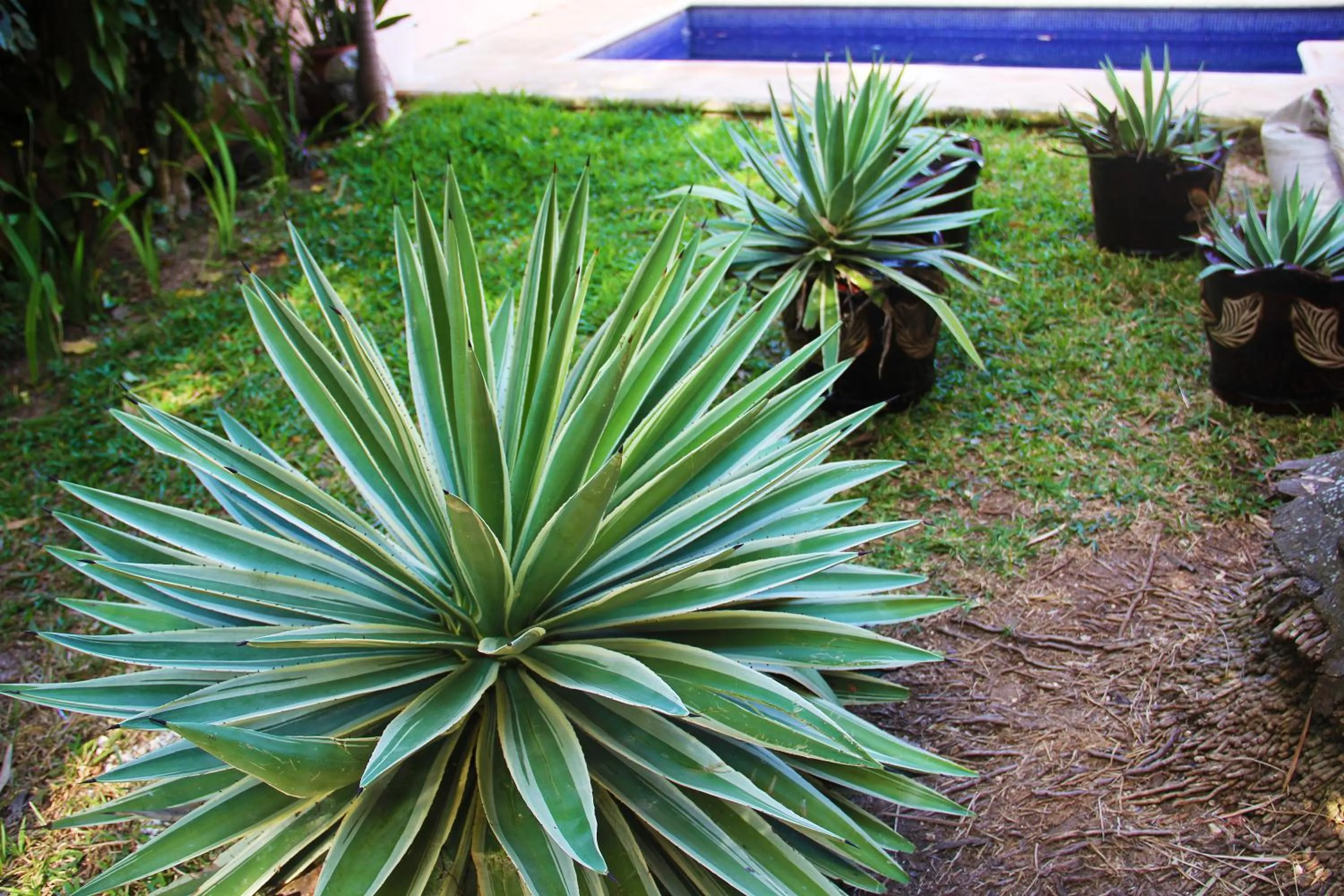 Garden in AMAXING Cancun Airport