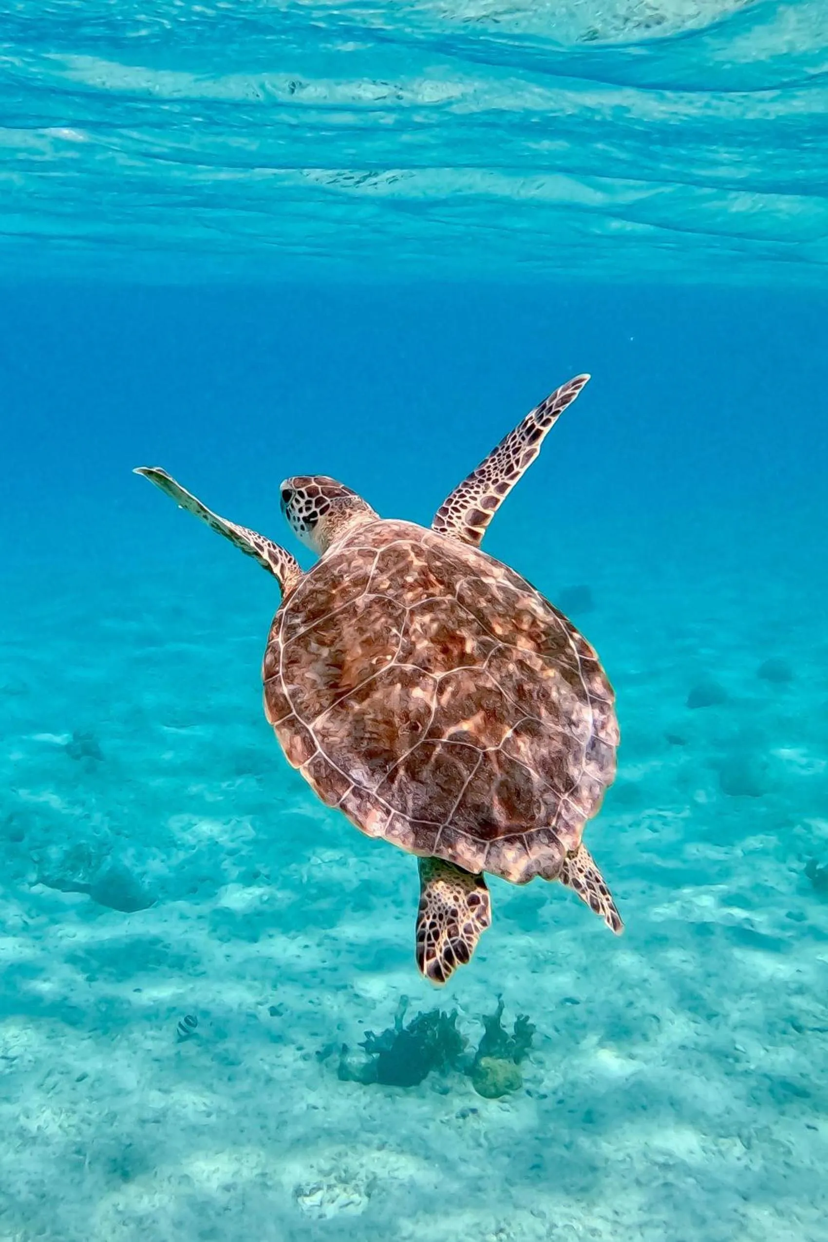 Snorkeling in Sorobon Luxury Beach Resort