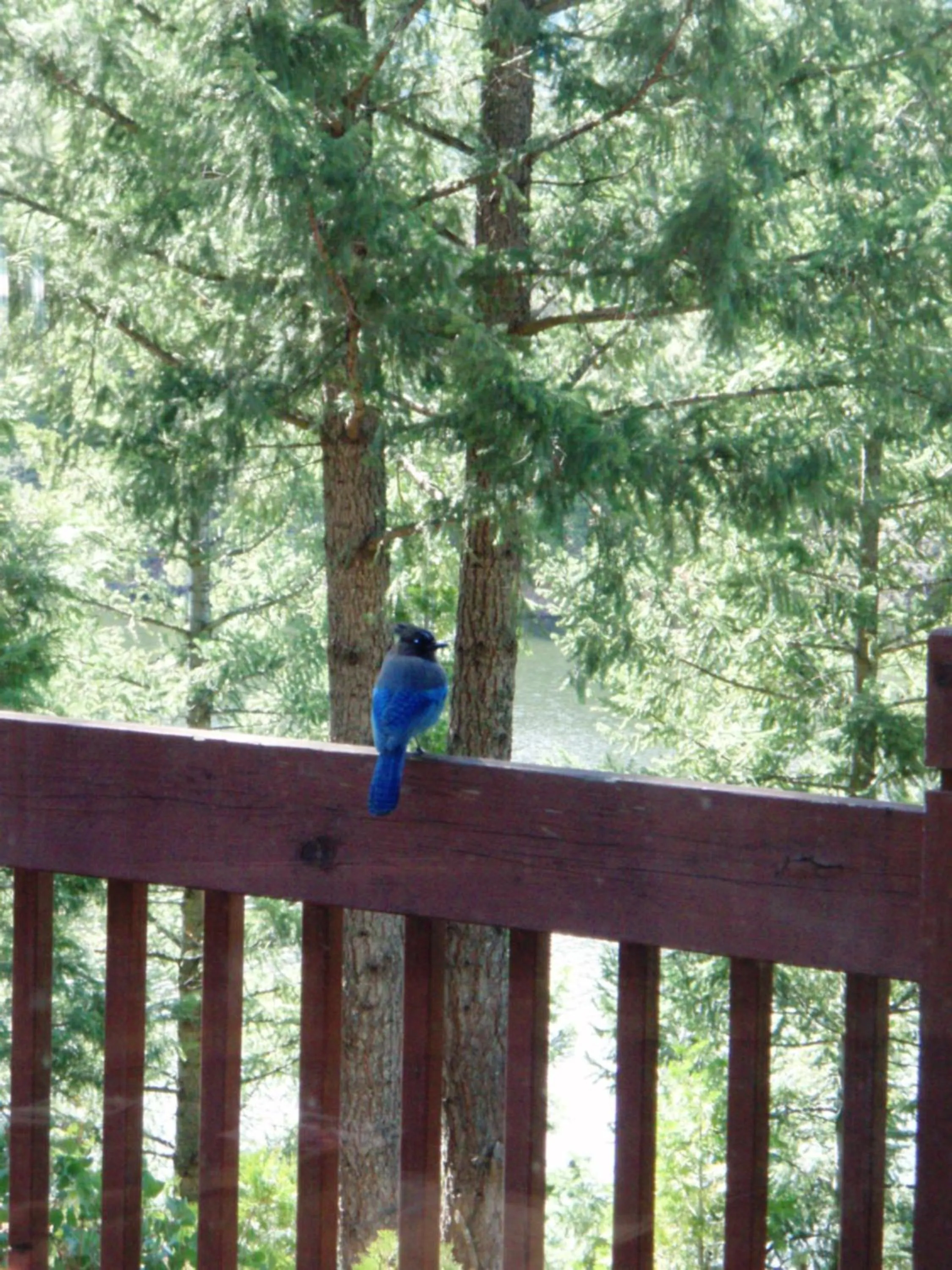 Animals in Mount Shasta Resort