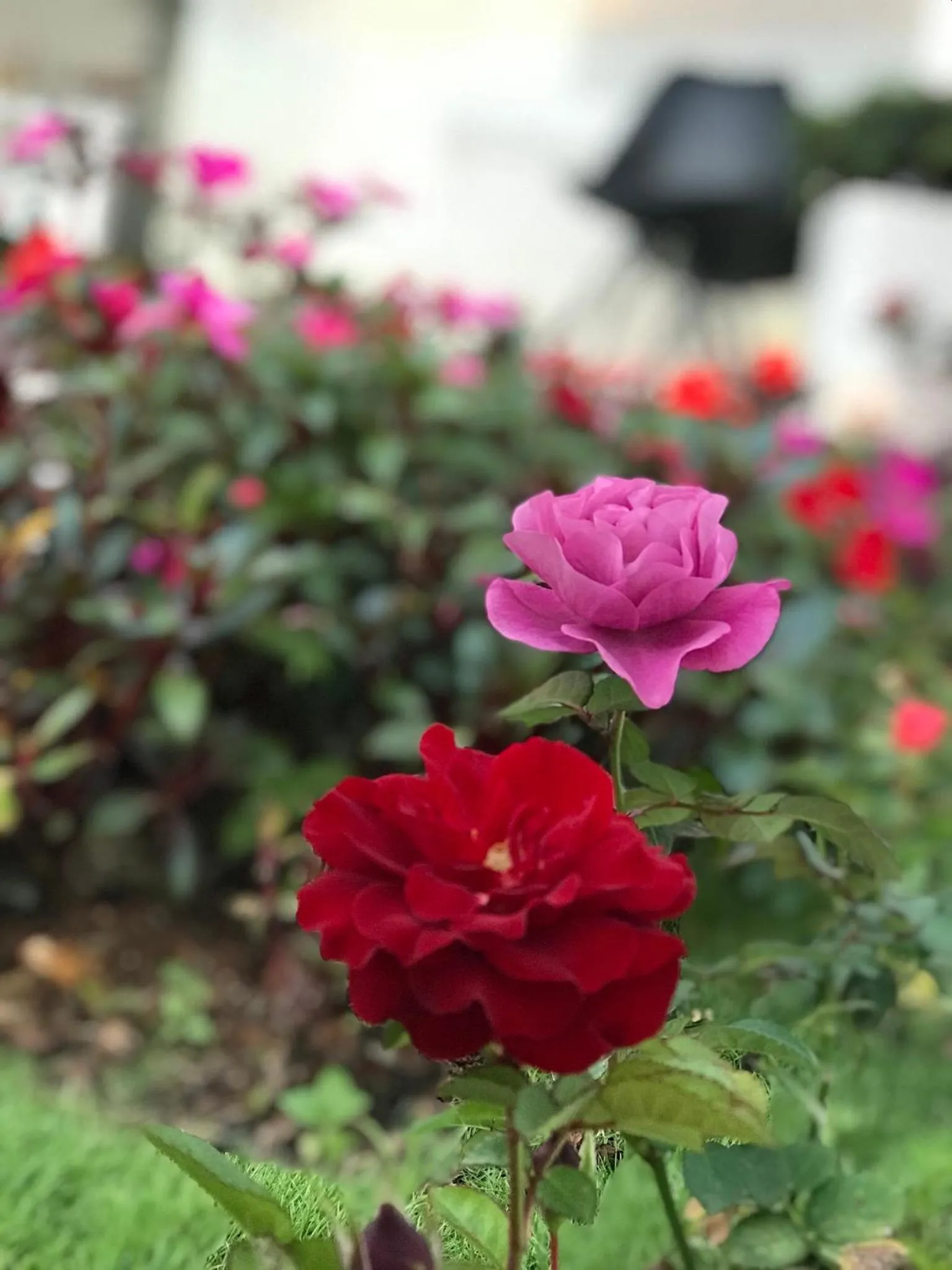 Spring in Dalat Memory Inn