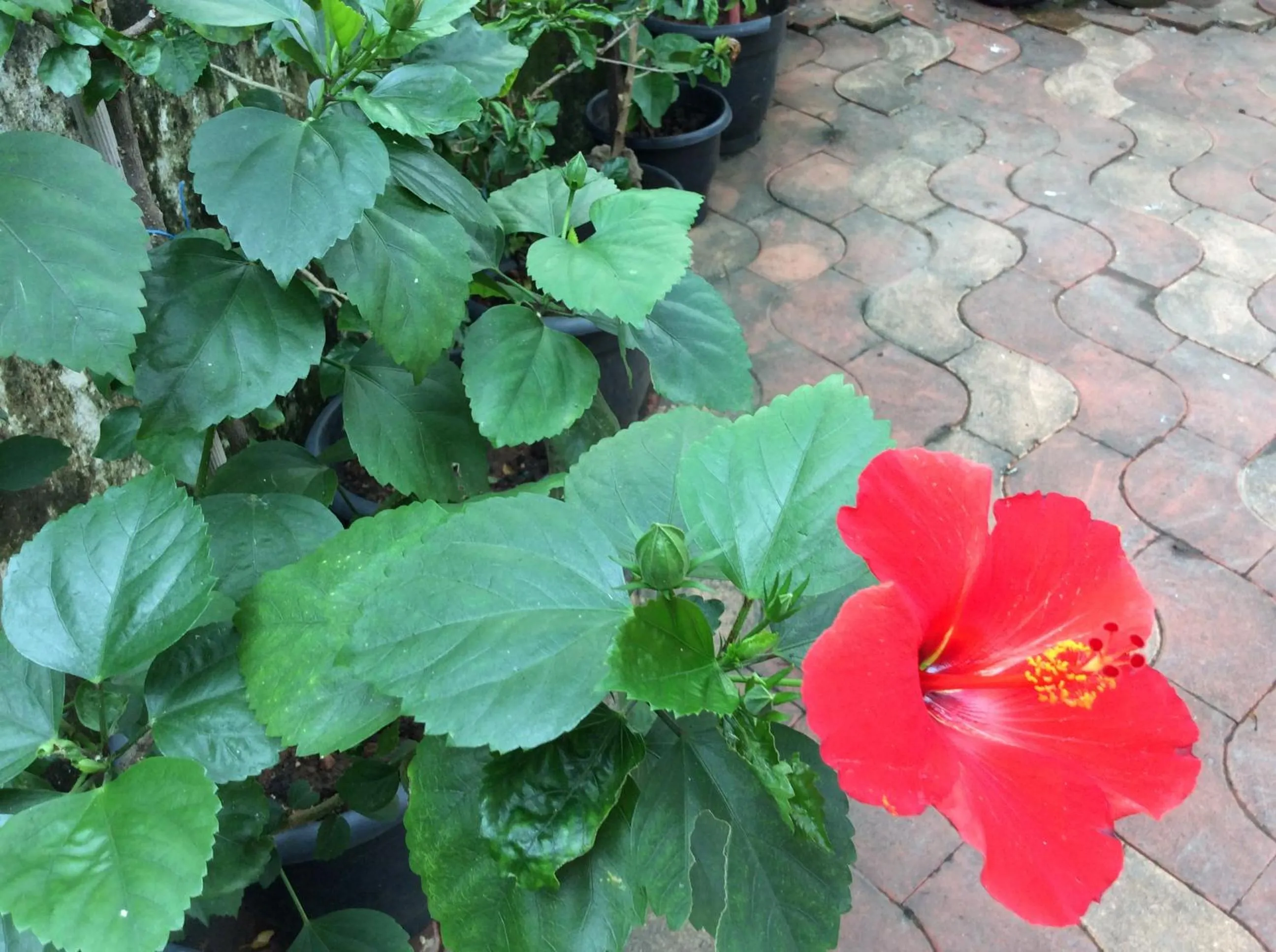 Veda Vihar Homestay & Yoga Centre