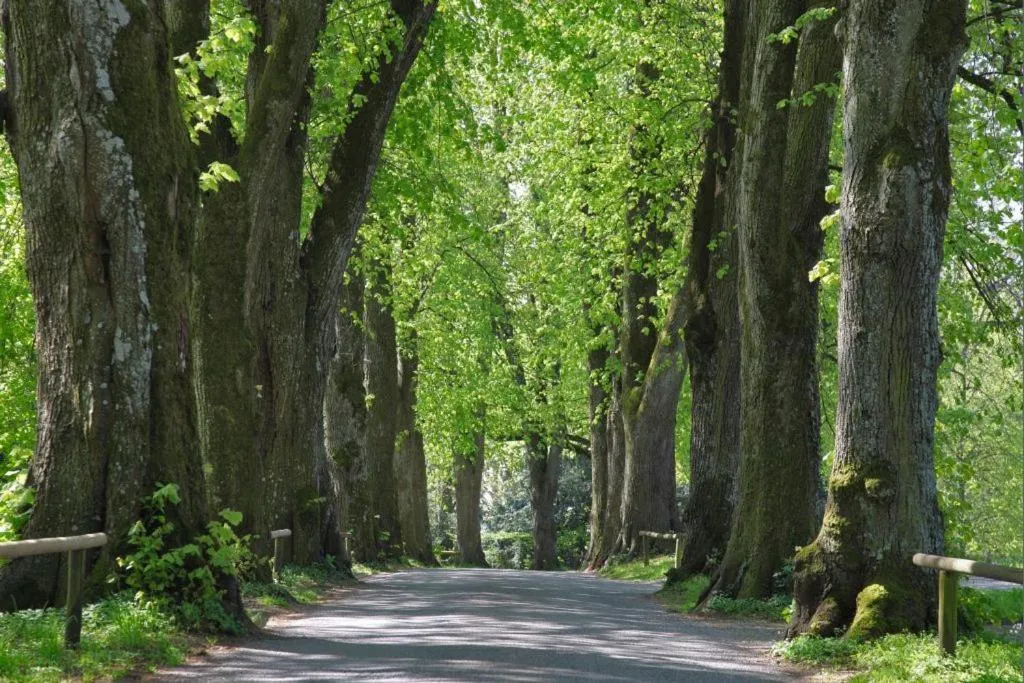 Area and facilities in Hotel Lindenallee