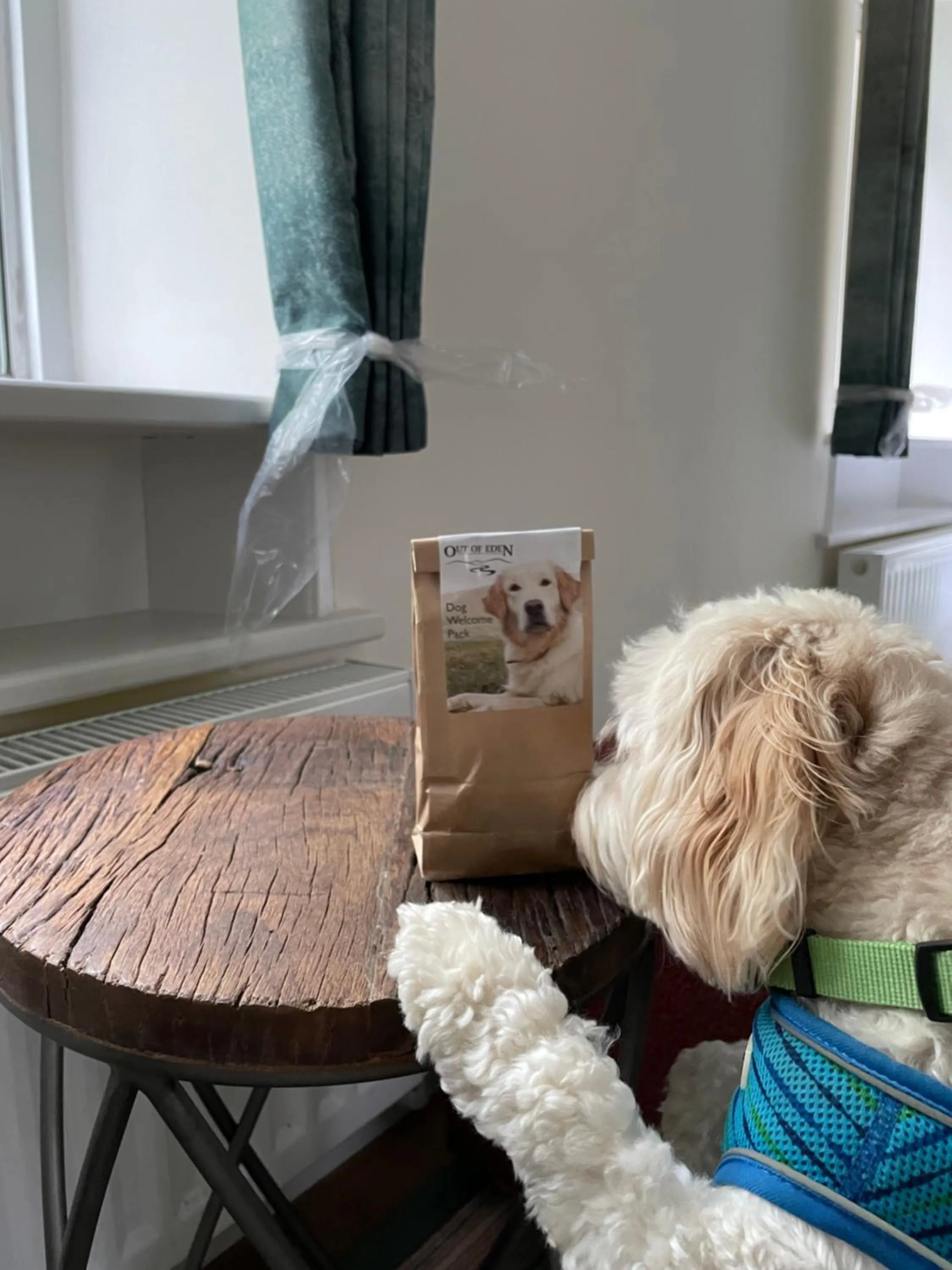 Pets in Royal Oak Hotel