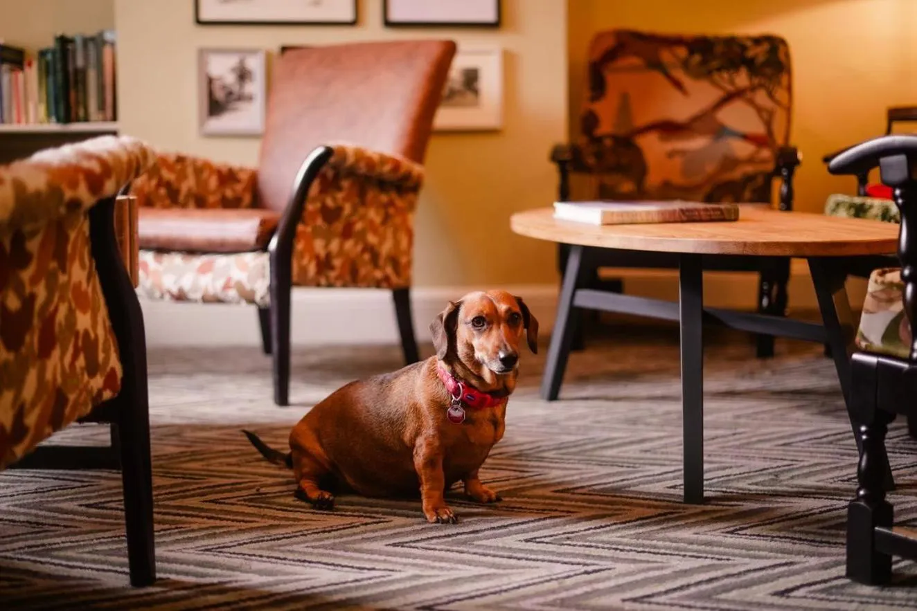 Pets in Royal Oak Hotel