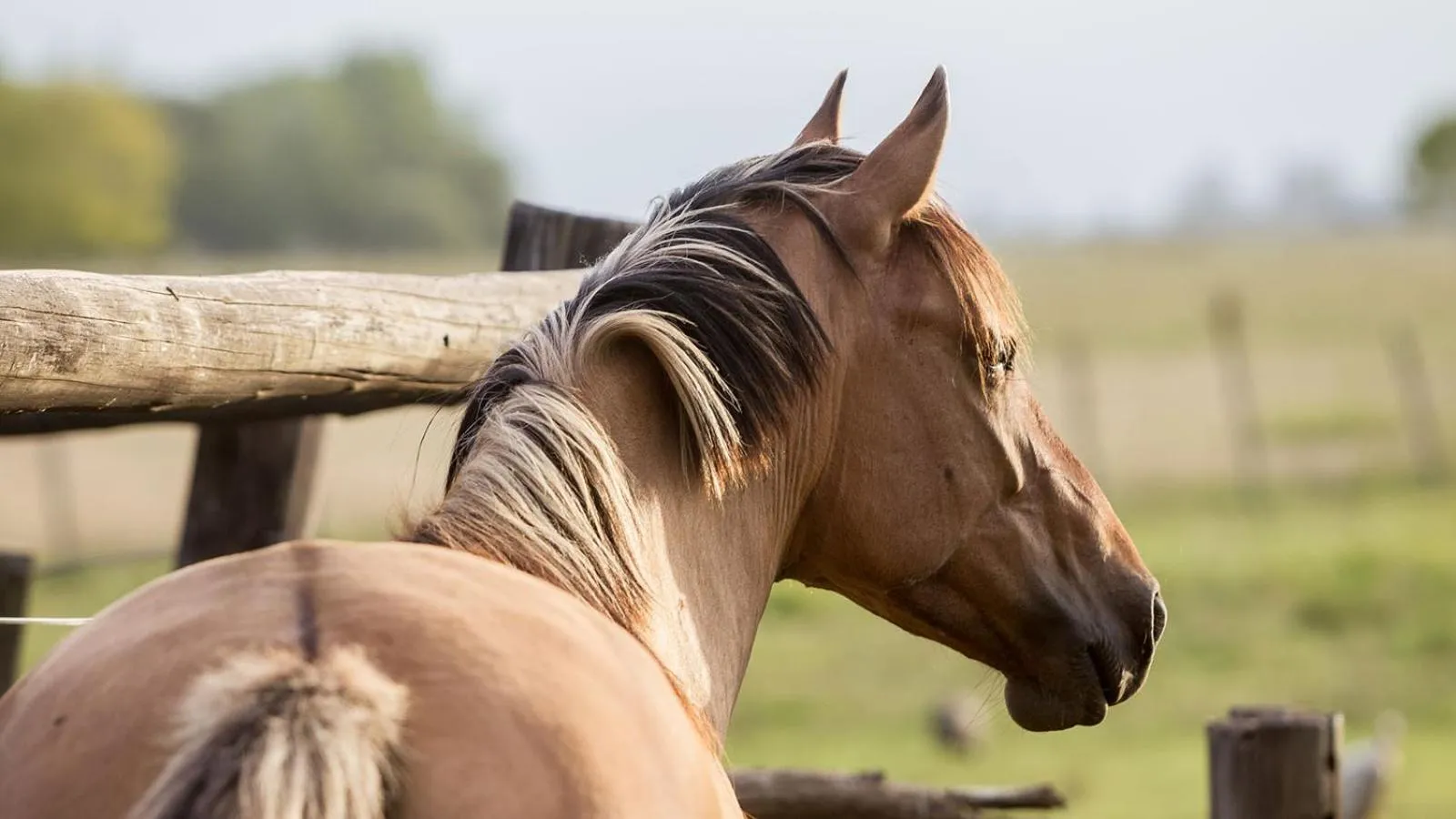 Animals in Estancia La Bandada