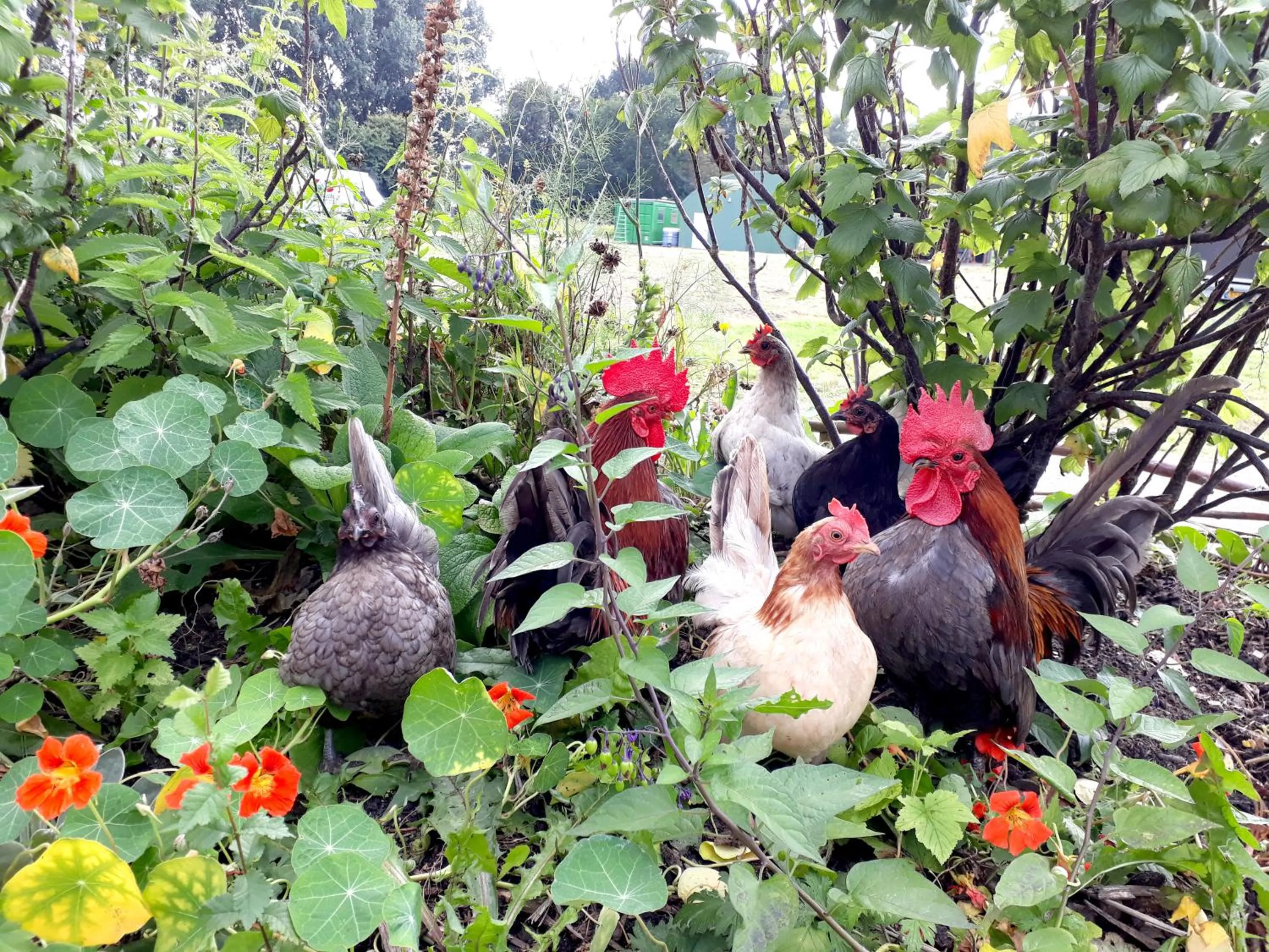 Garden in Amsterdam Farm Lodge
