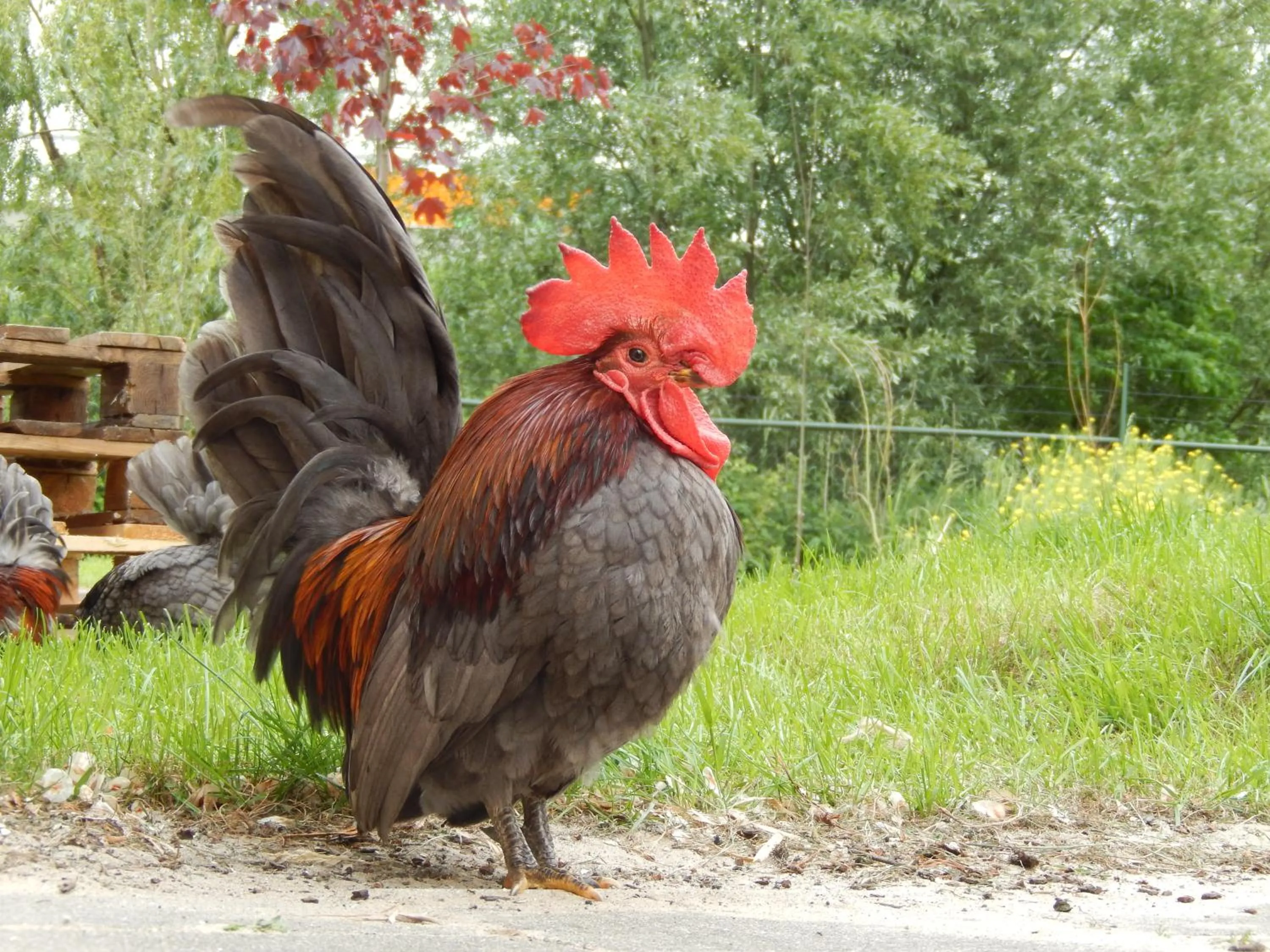 On site in Amsterdam Farm Lodge