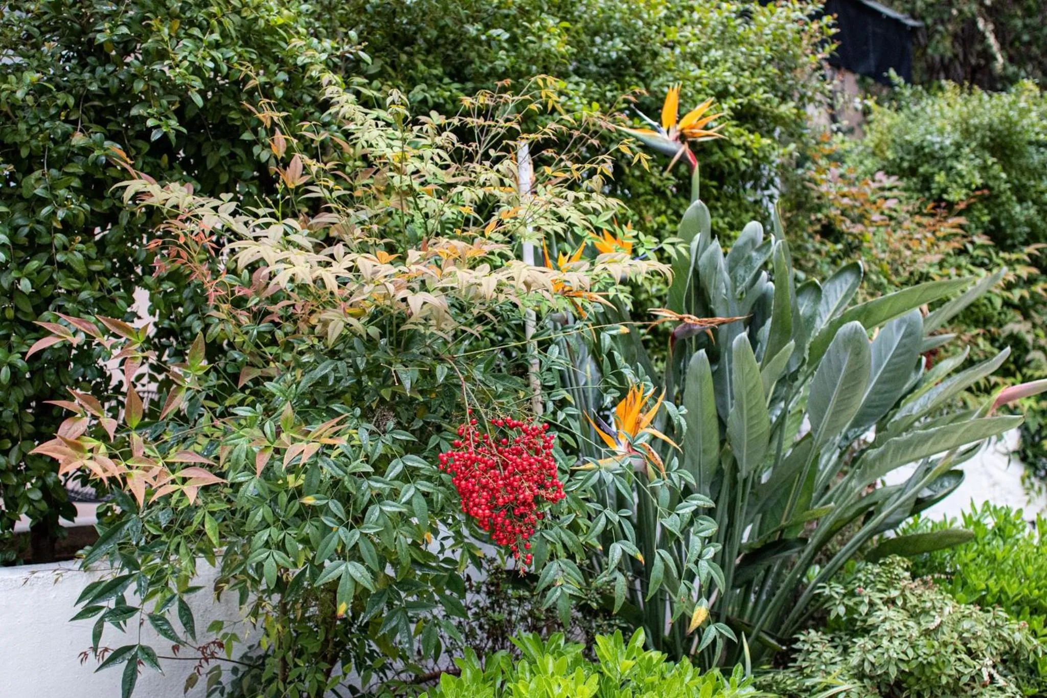 Garden in Hotel Molière