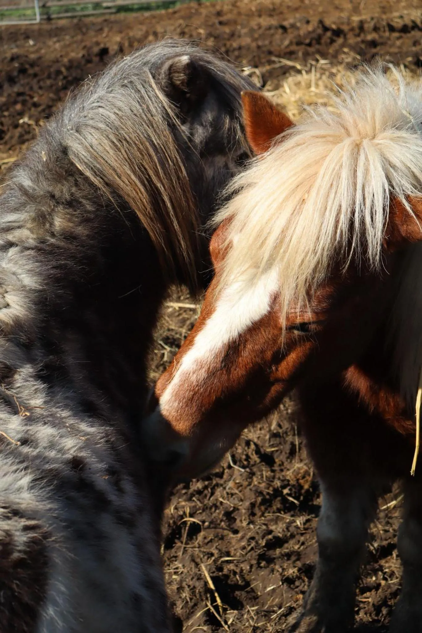 Poggio dei cavalieri