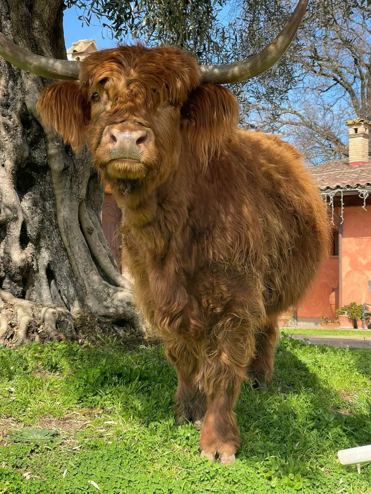 Inner courtyard view in Poggio dei cavalieri
