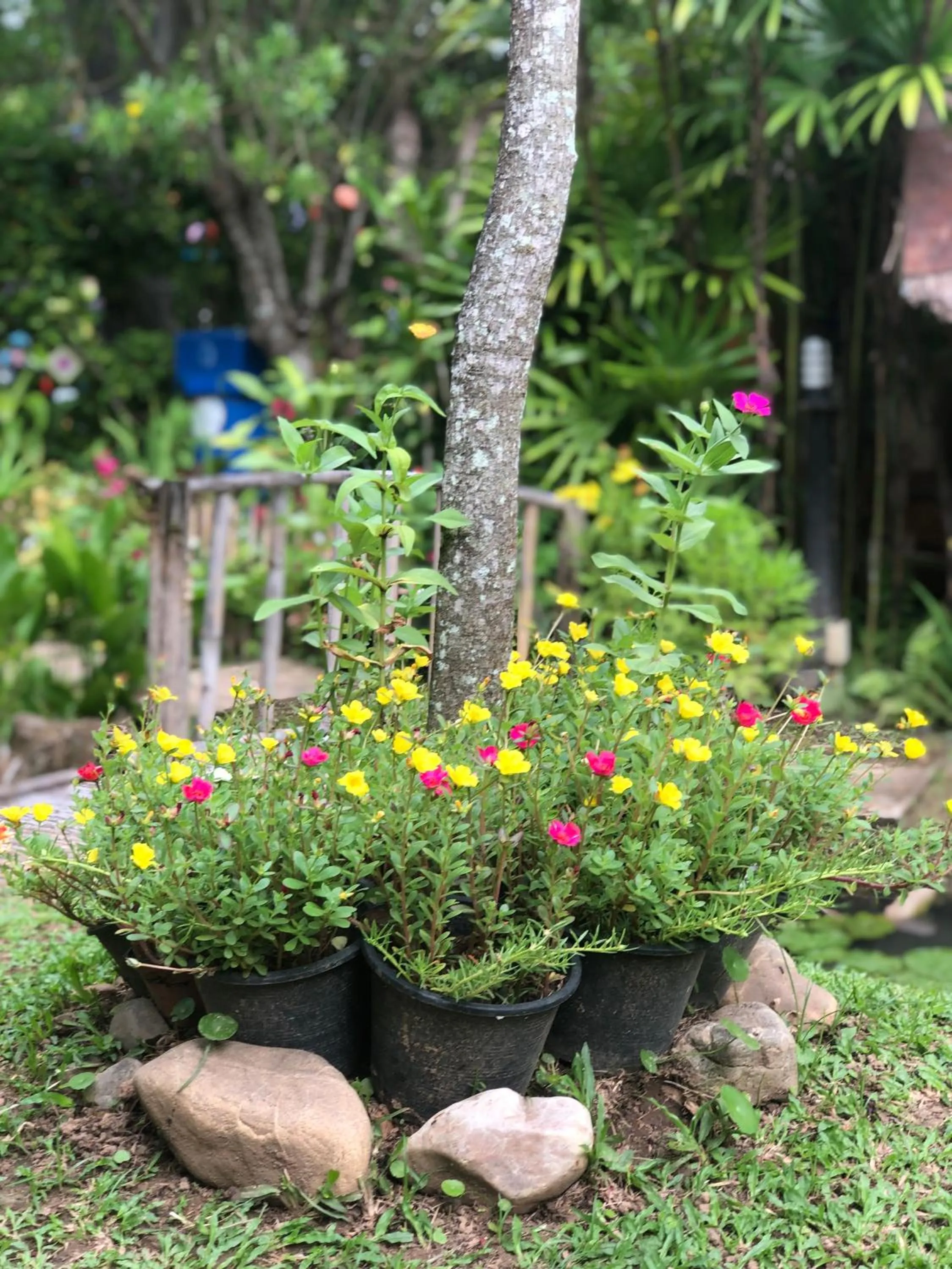 Pura Vida Pai Resort