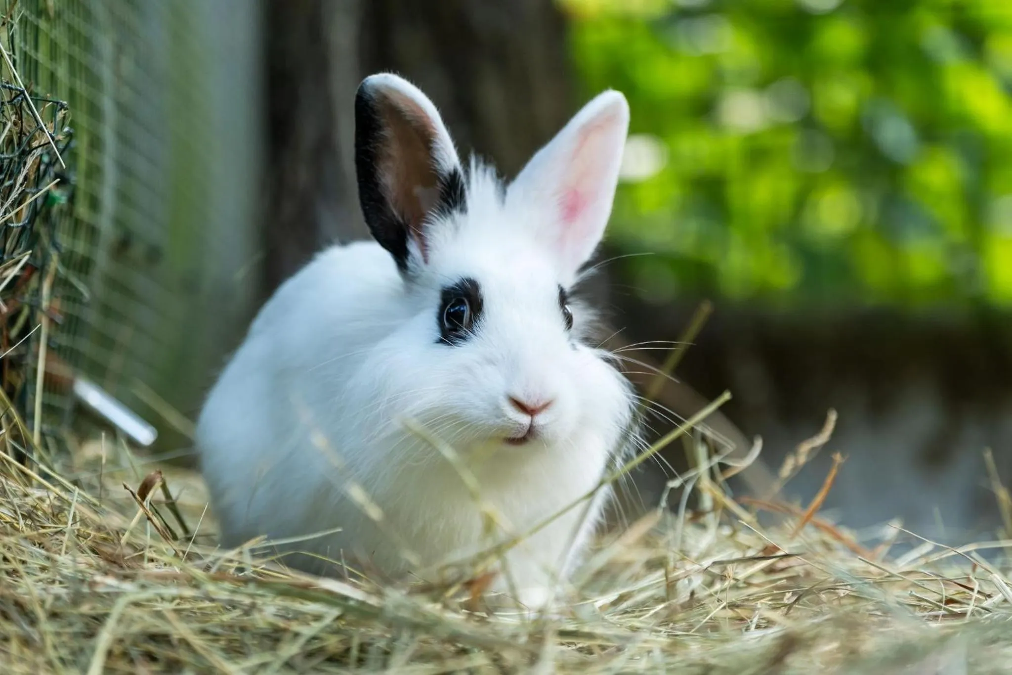 Pristava Lepena Village