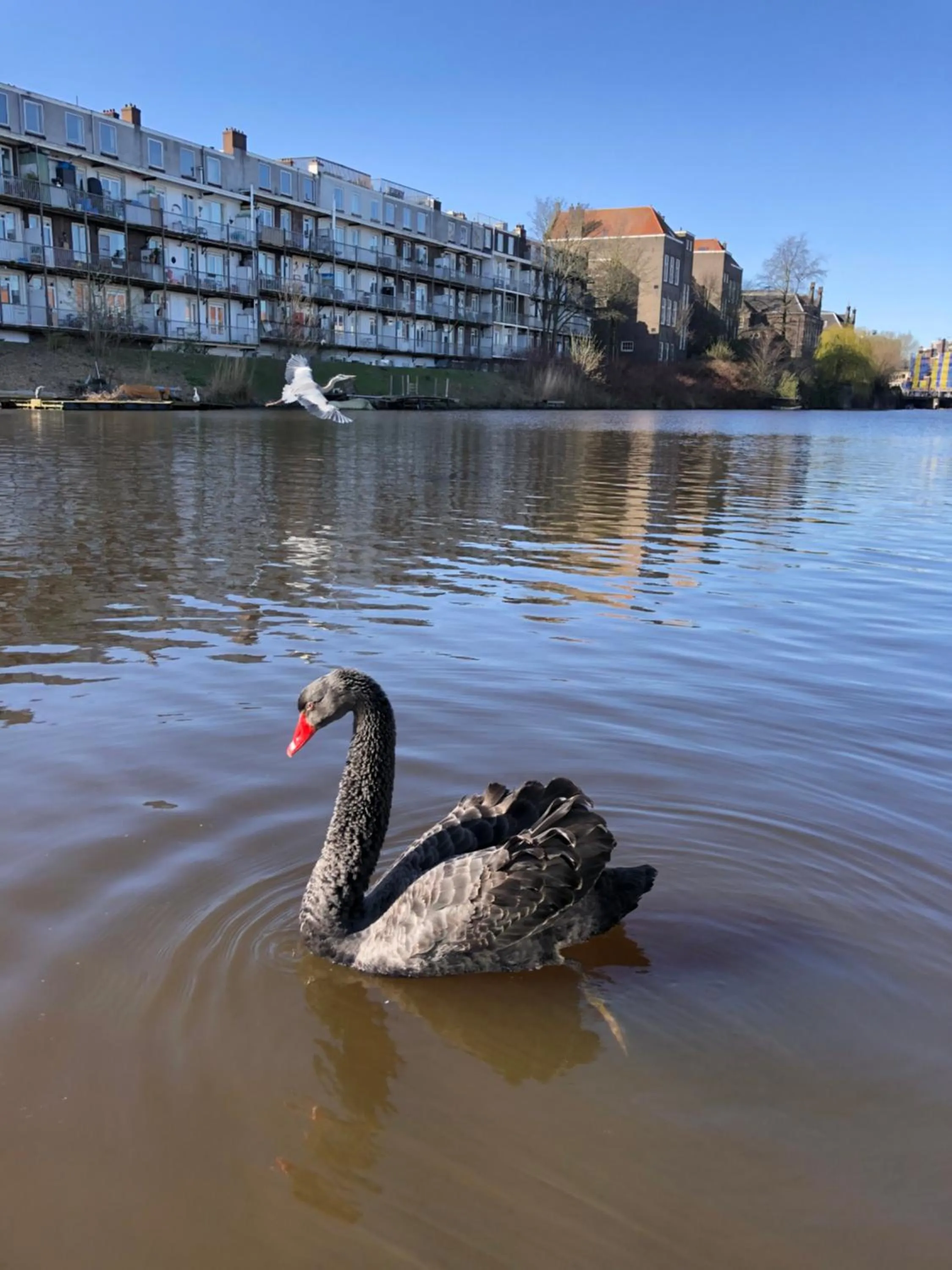 Property building, Other Animals in Romantic room in a houseboat