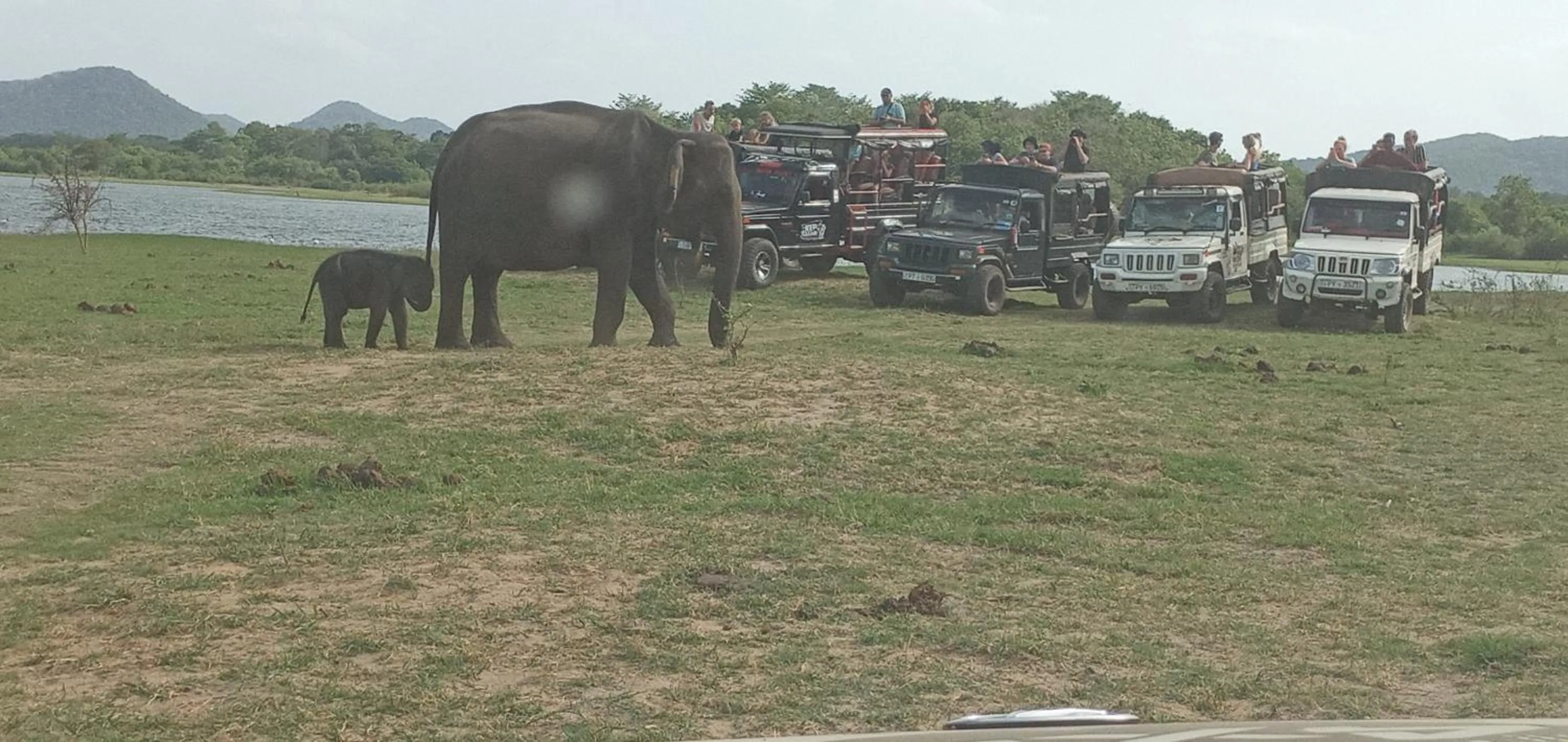 Animals in Sigiri Shen Residence
