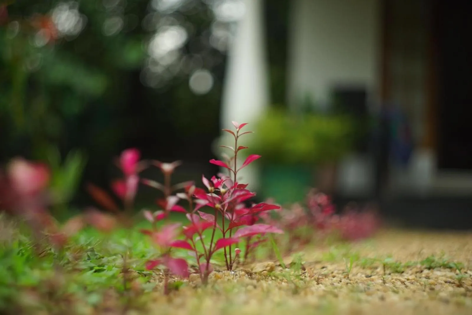 Patio in Sigiri Shen Residence