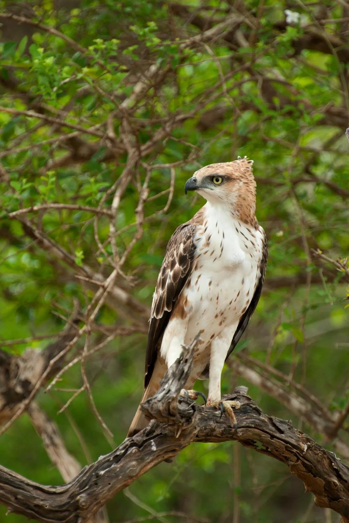 Animals in Sigiri Shen Residence
