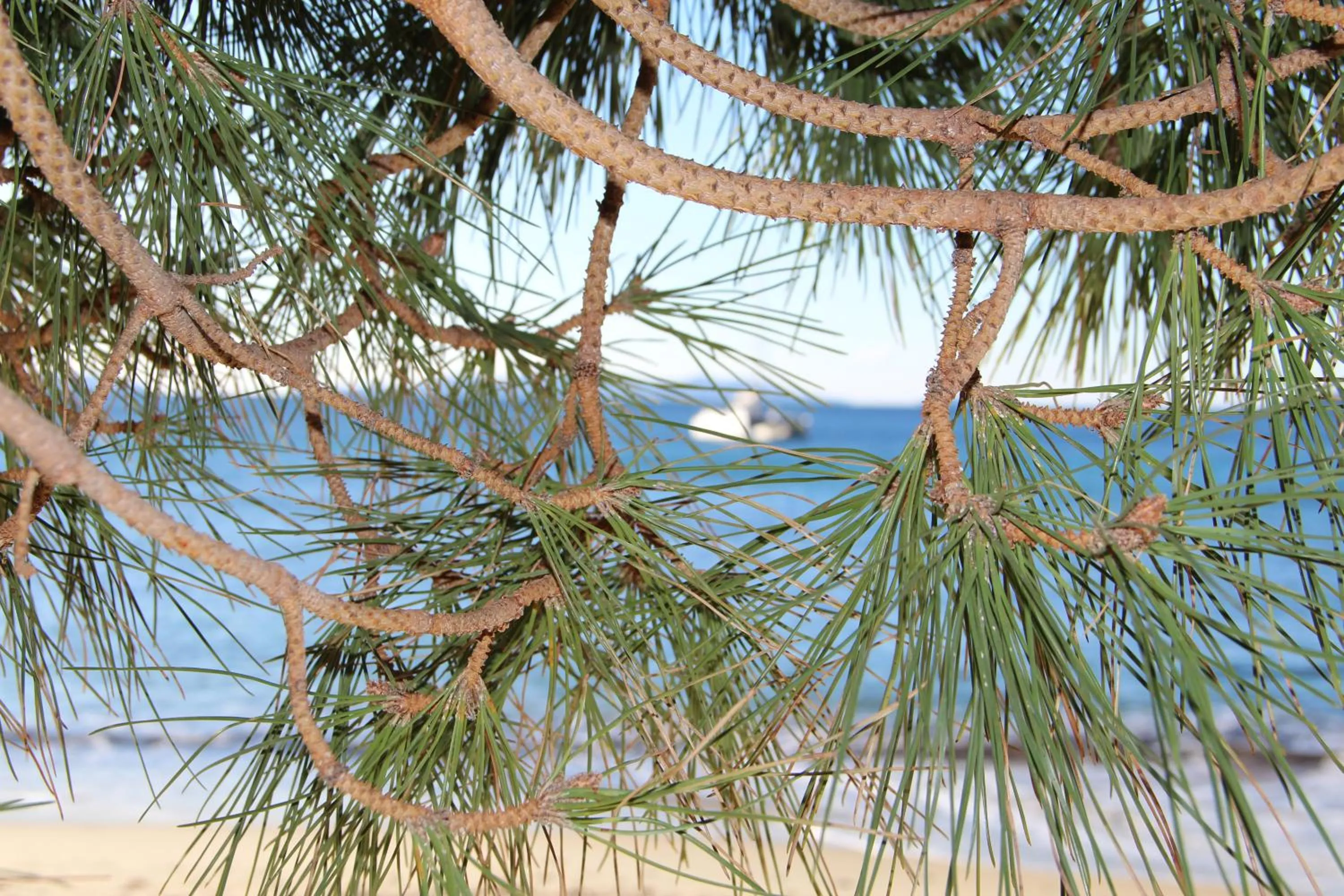 Beach in Hôtel de La Fossette