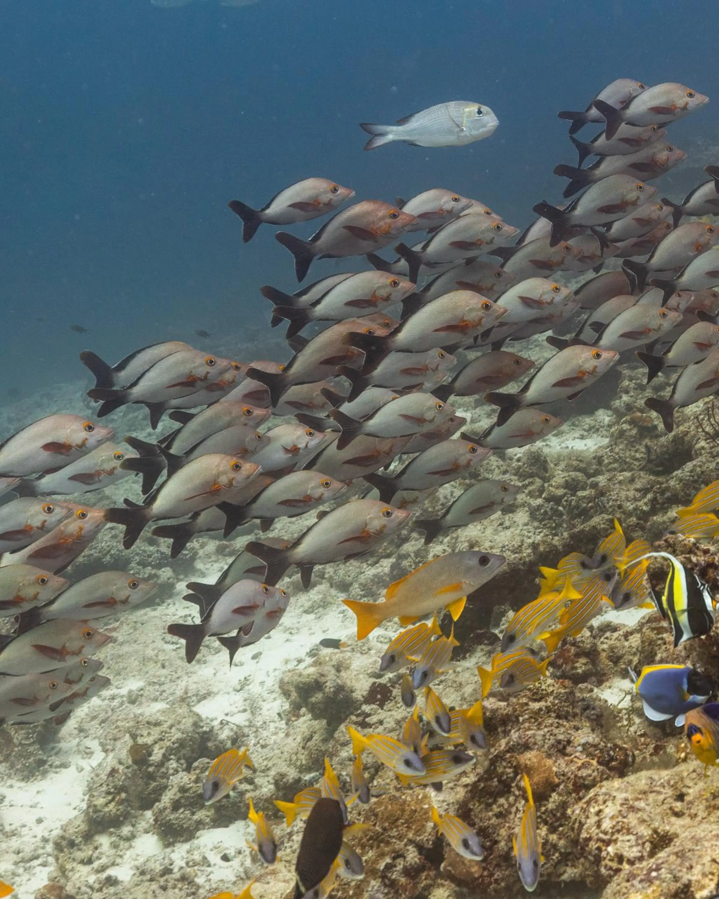 Activities in Cinnamon Dhonveli Maldives - Free One-Way Speedboat and 02 Kids Under 12 Stay & Dine Free