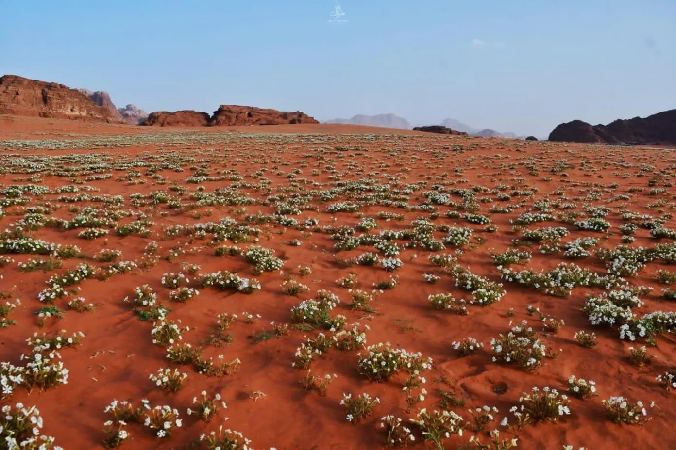 Activities in Hasan Zawaideh Camp