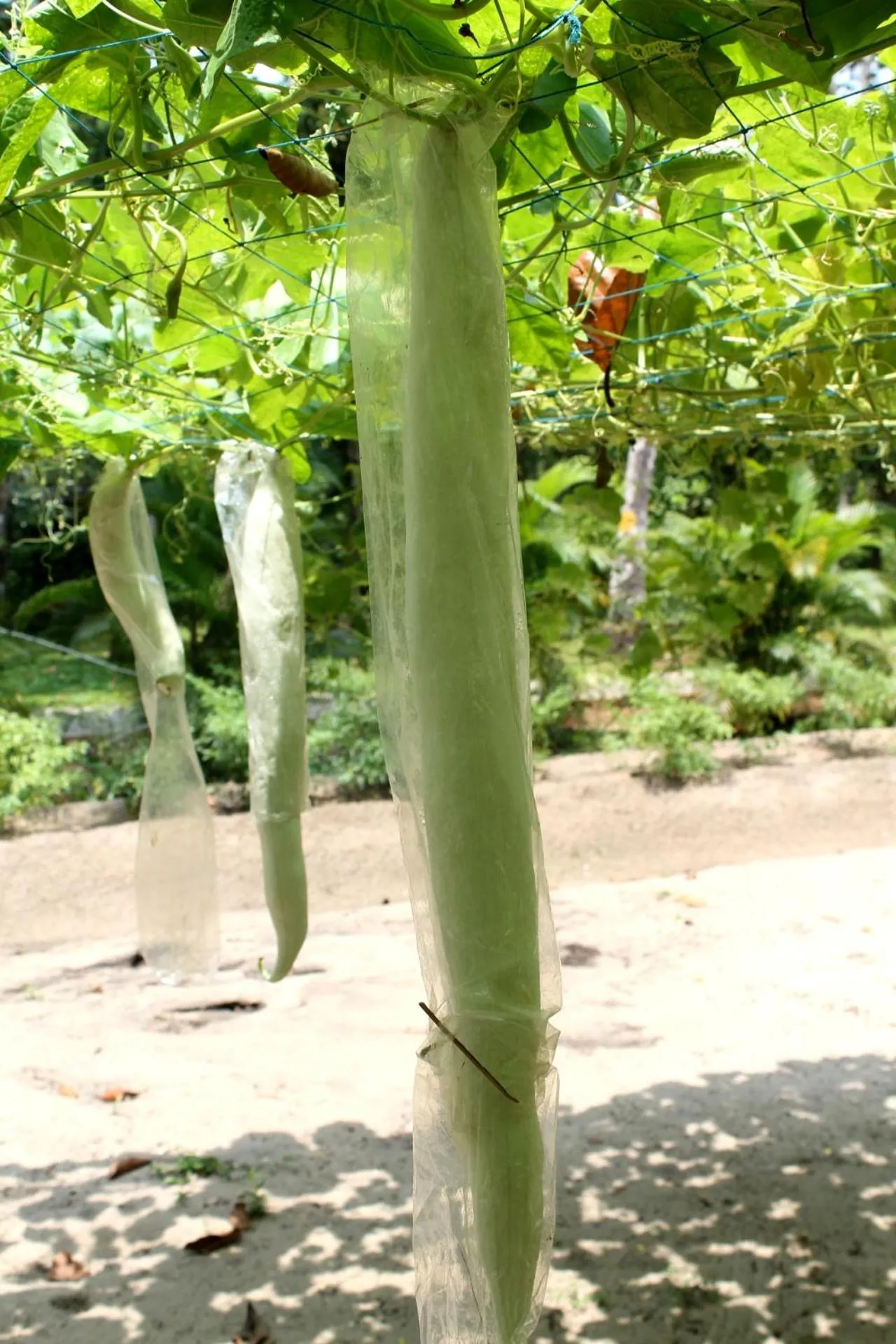 Natural landscape in Abad Turtle Beach