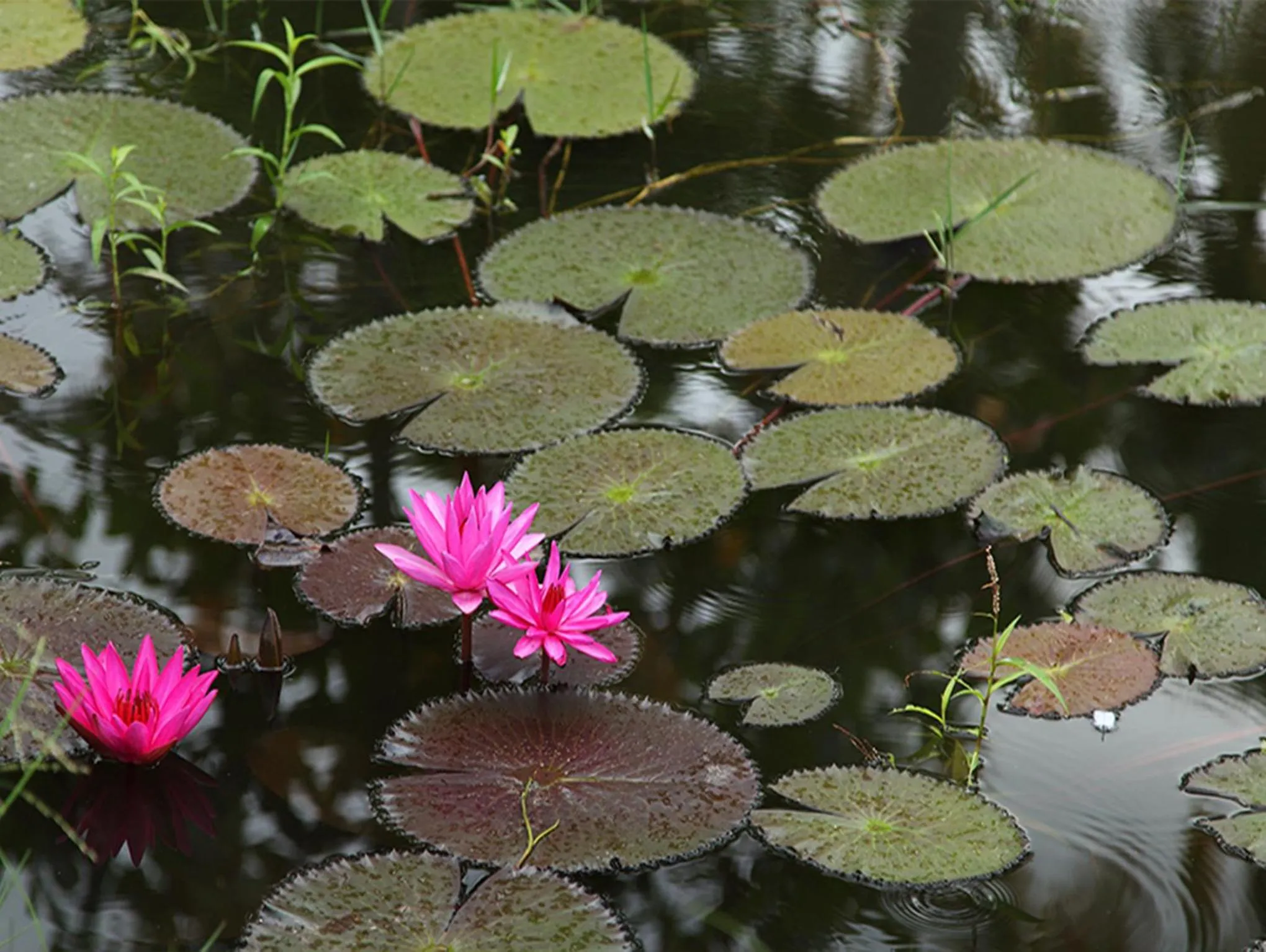Natural landscape in Abad Turtle Beach