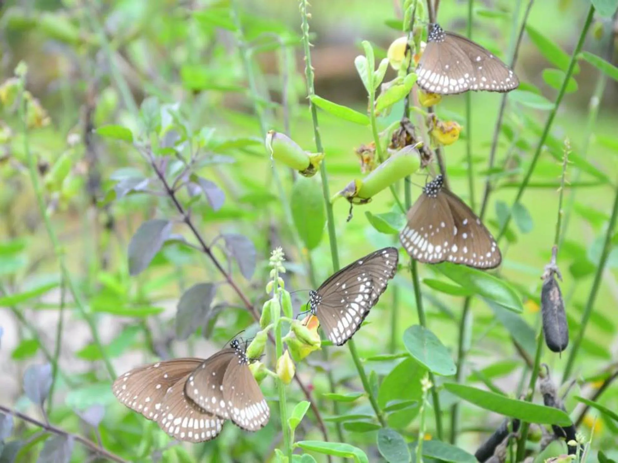 Day in Abad Turtle Beach