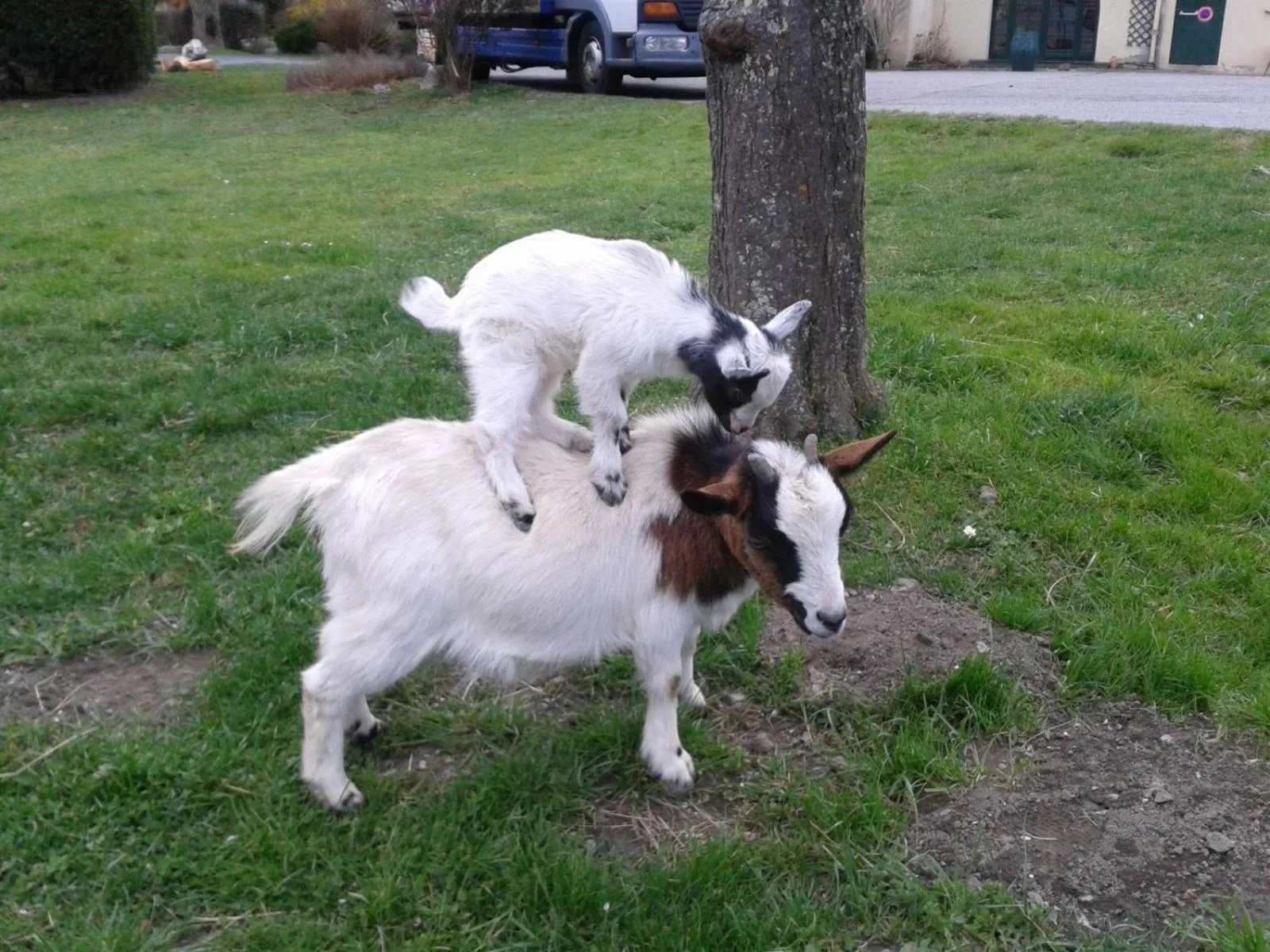Pets in Hôtel du Val d'Aure