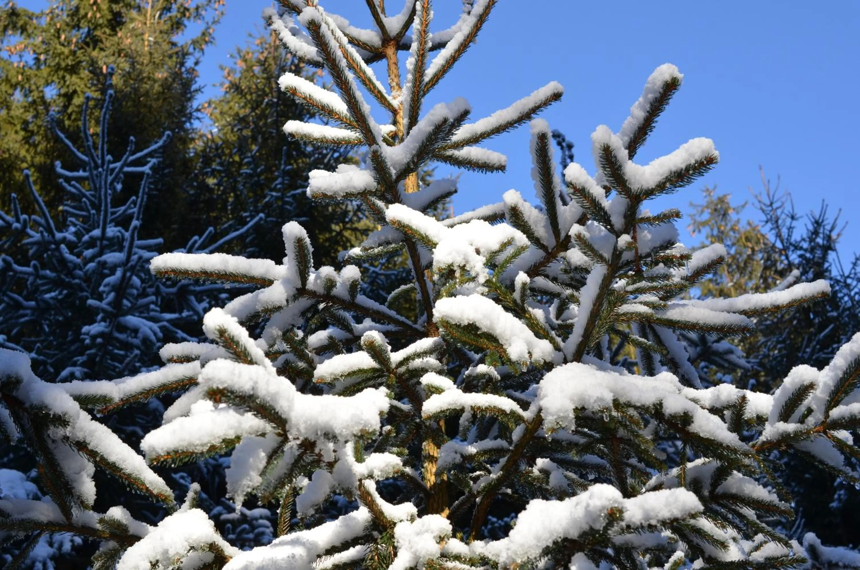 Winter in Hotel Wieser