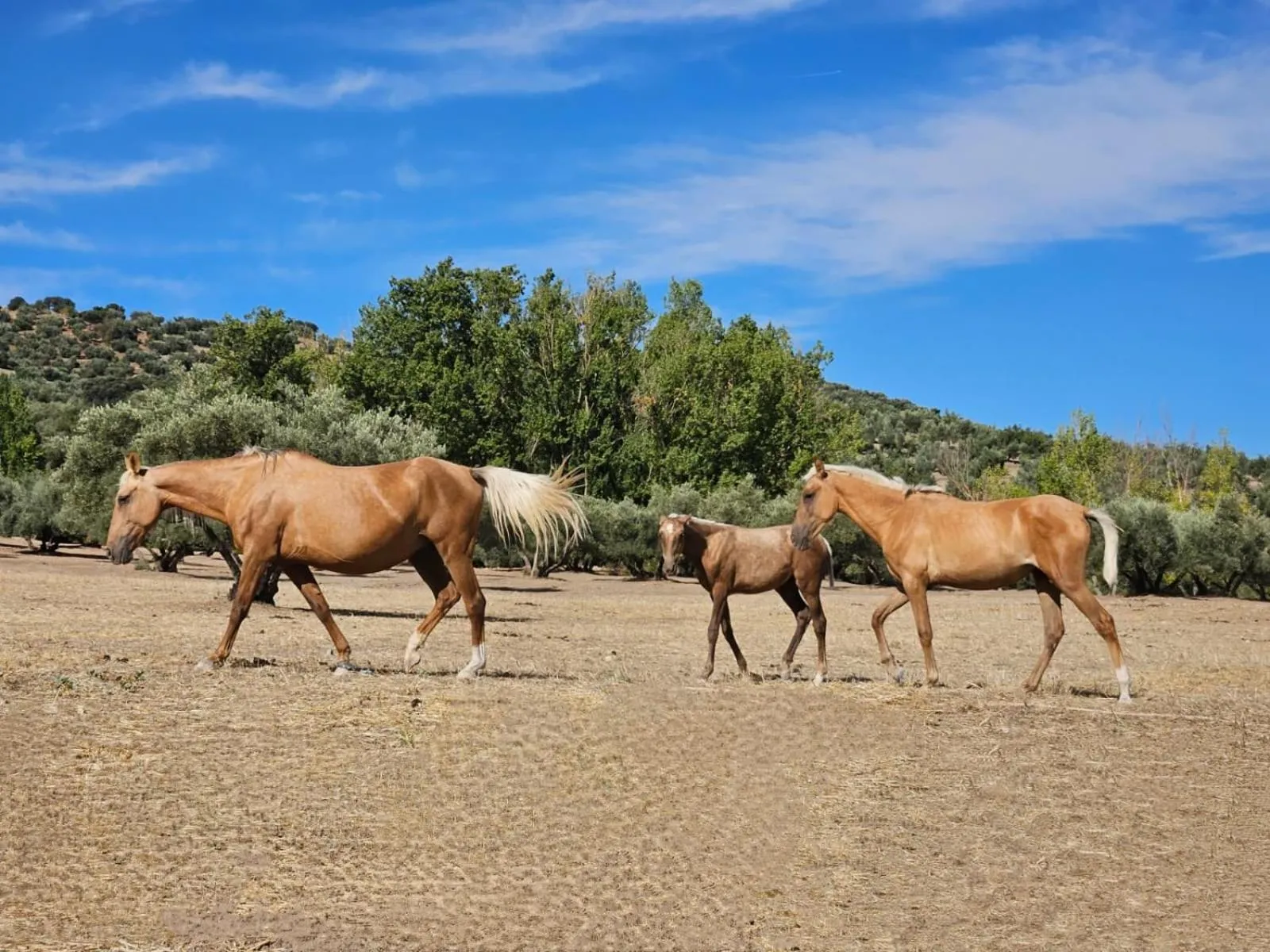 Natural landscape in Cortijo La Presa