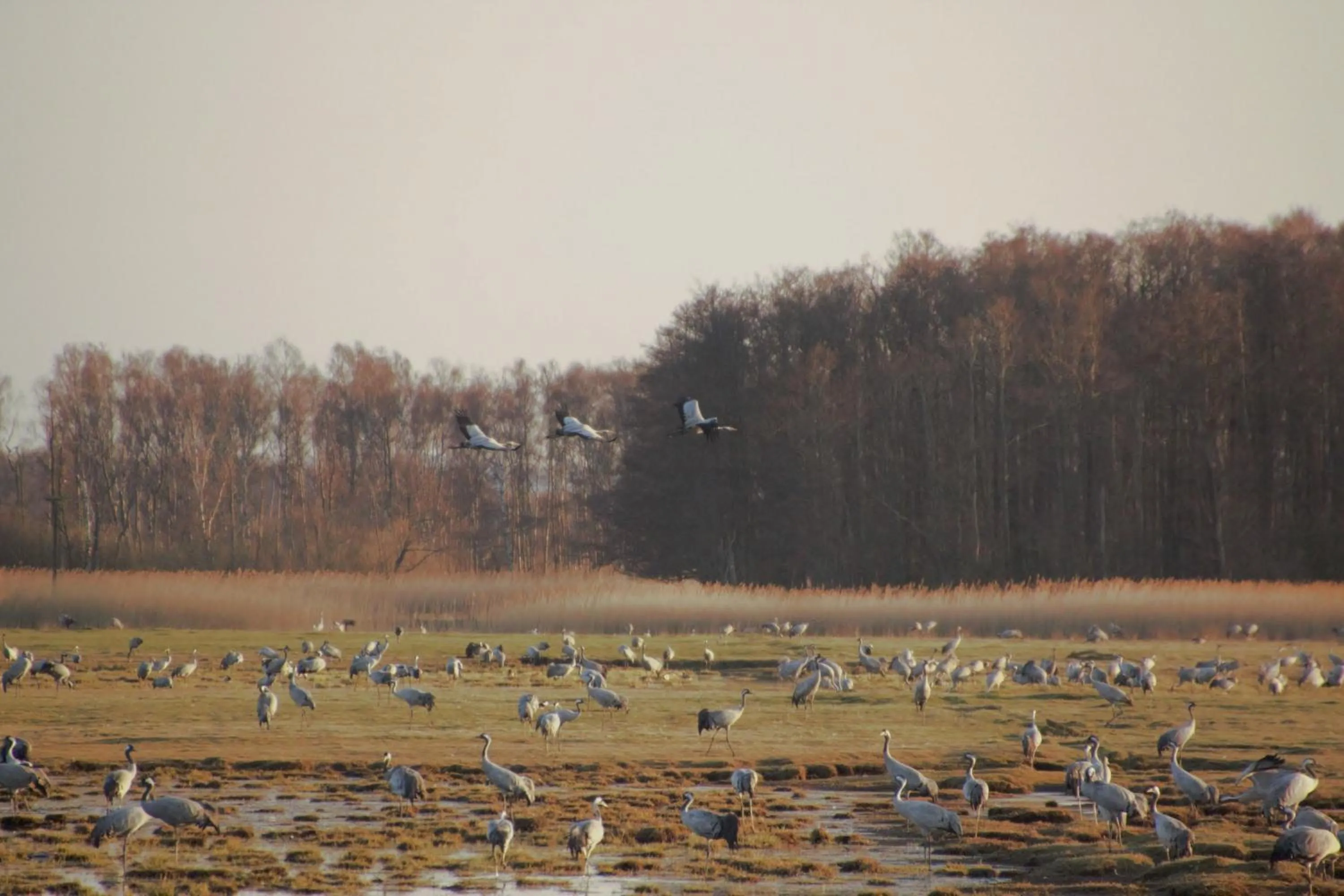 Spring in Kuskahusen vandrarhem