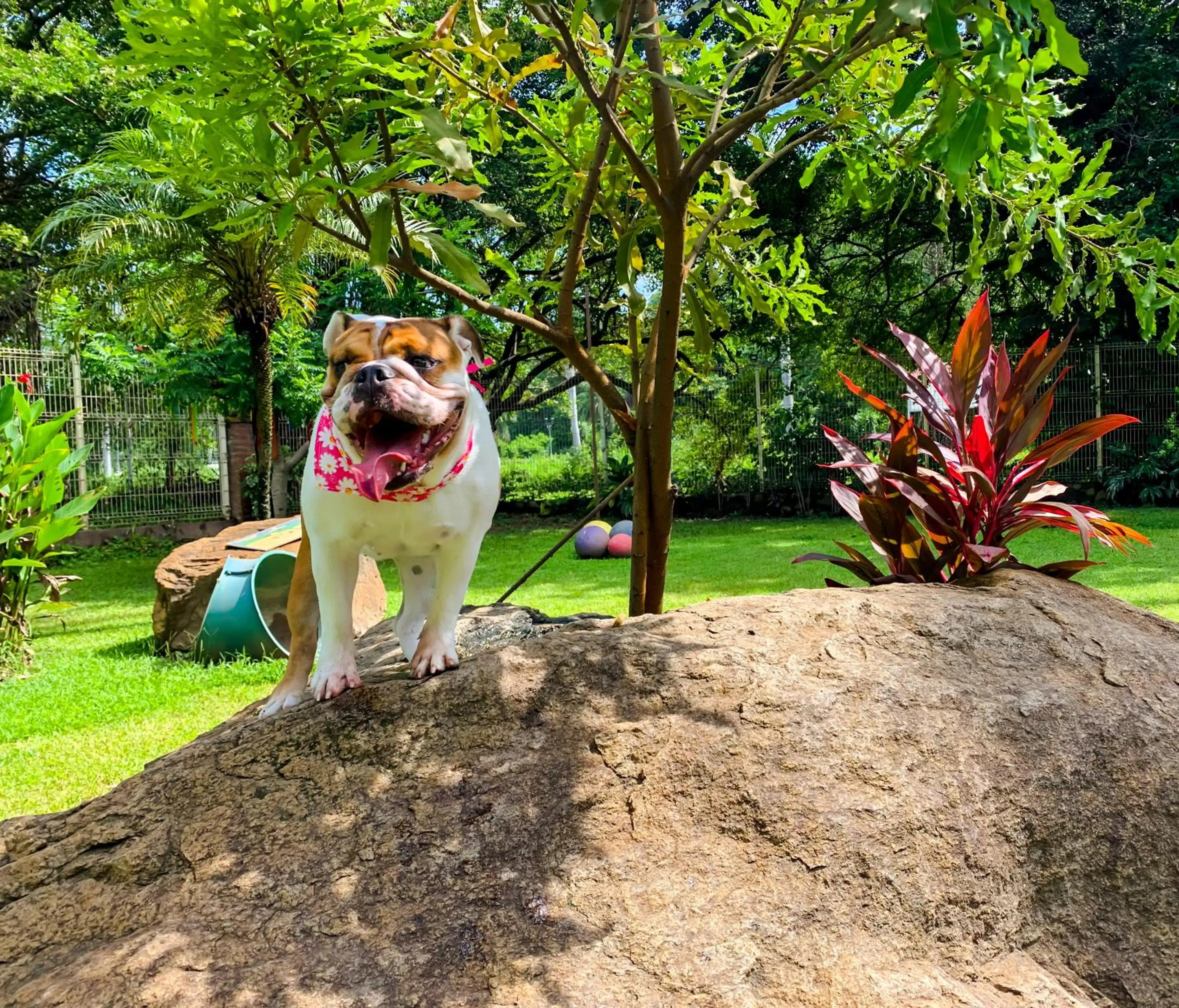 Garden in Puerto de Luna Pet Friendly and Family Suites