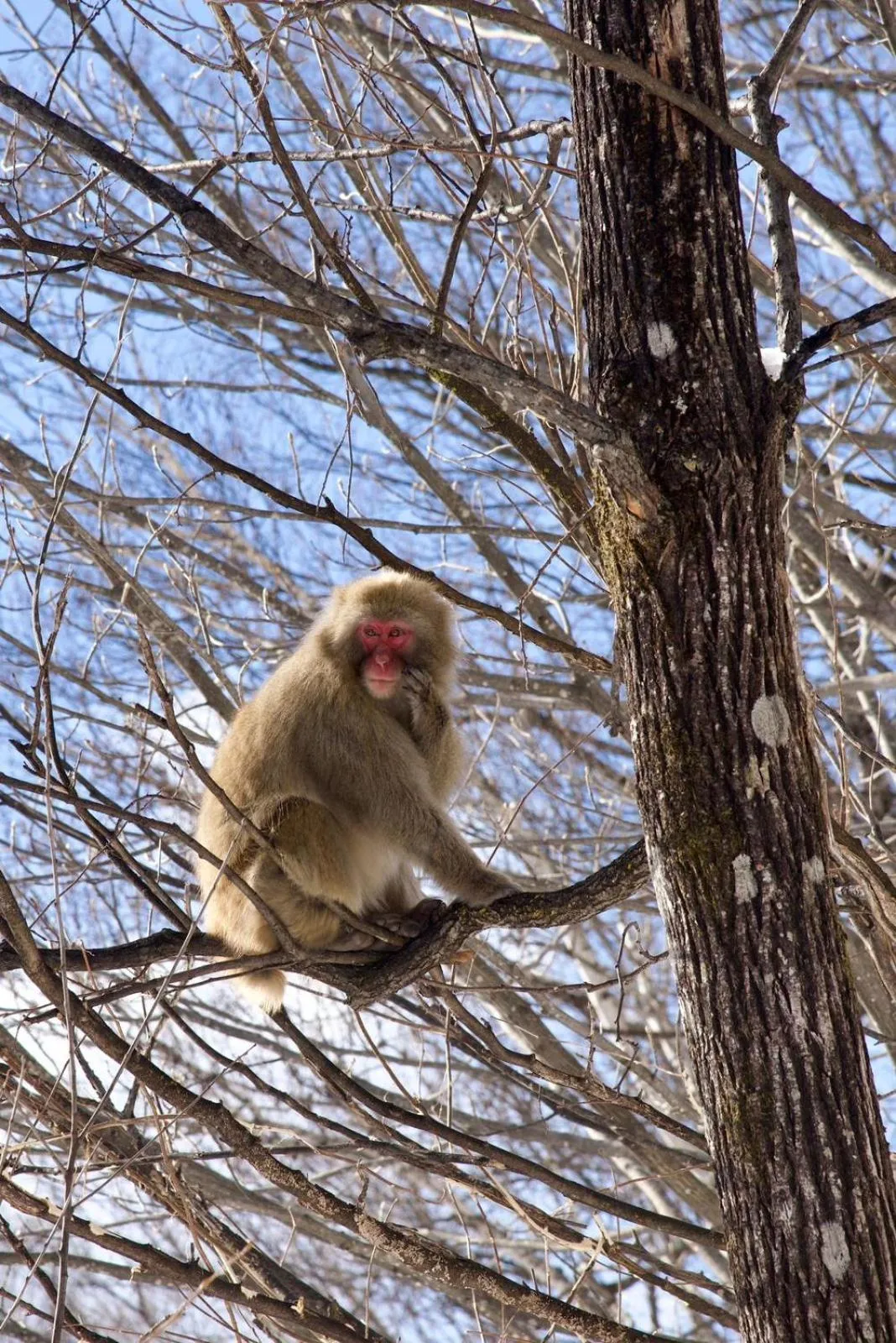 Animals in The Bohemians' Shelter