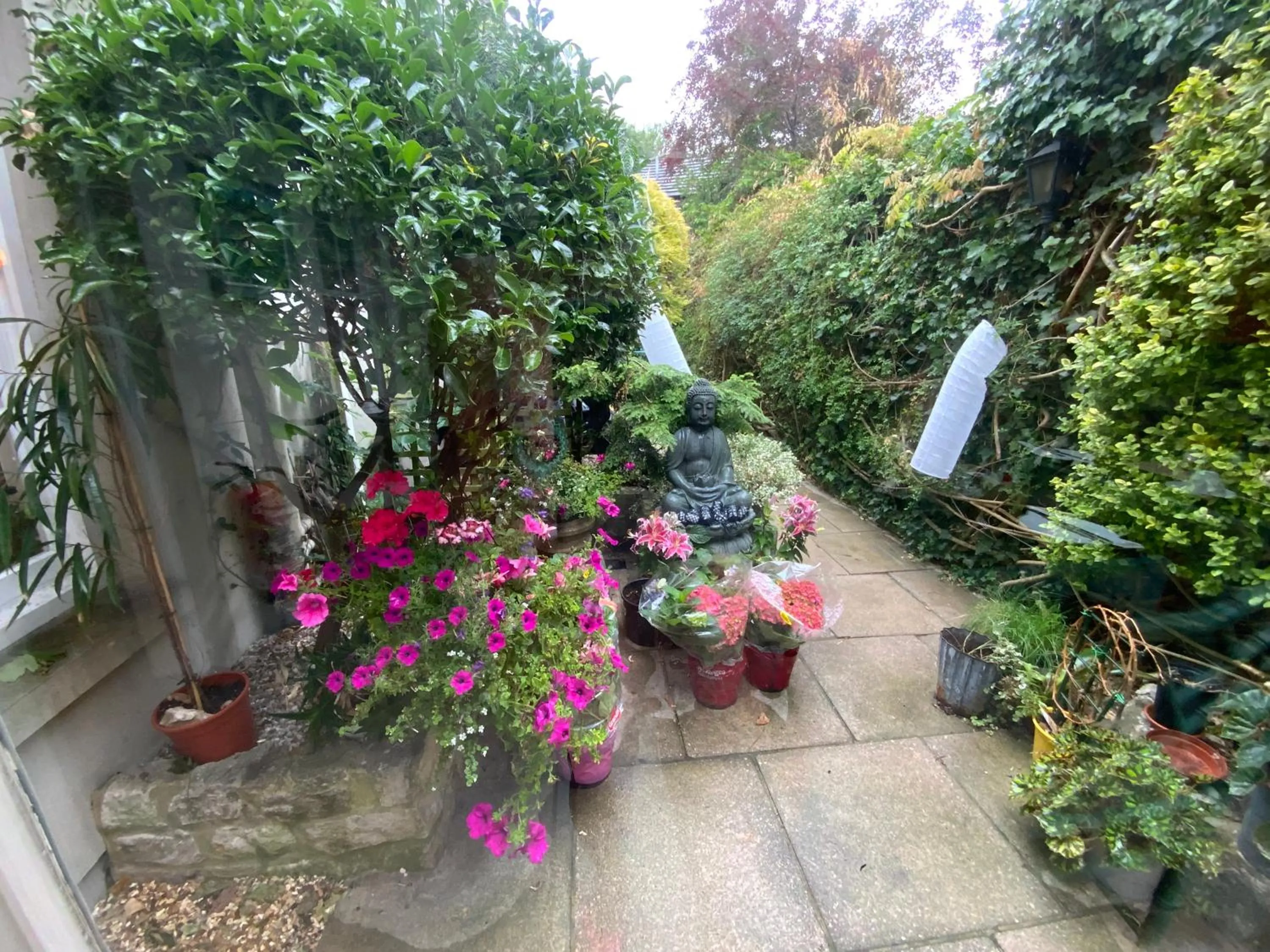 Garden in The Casterbridge