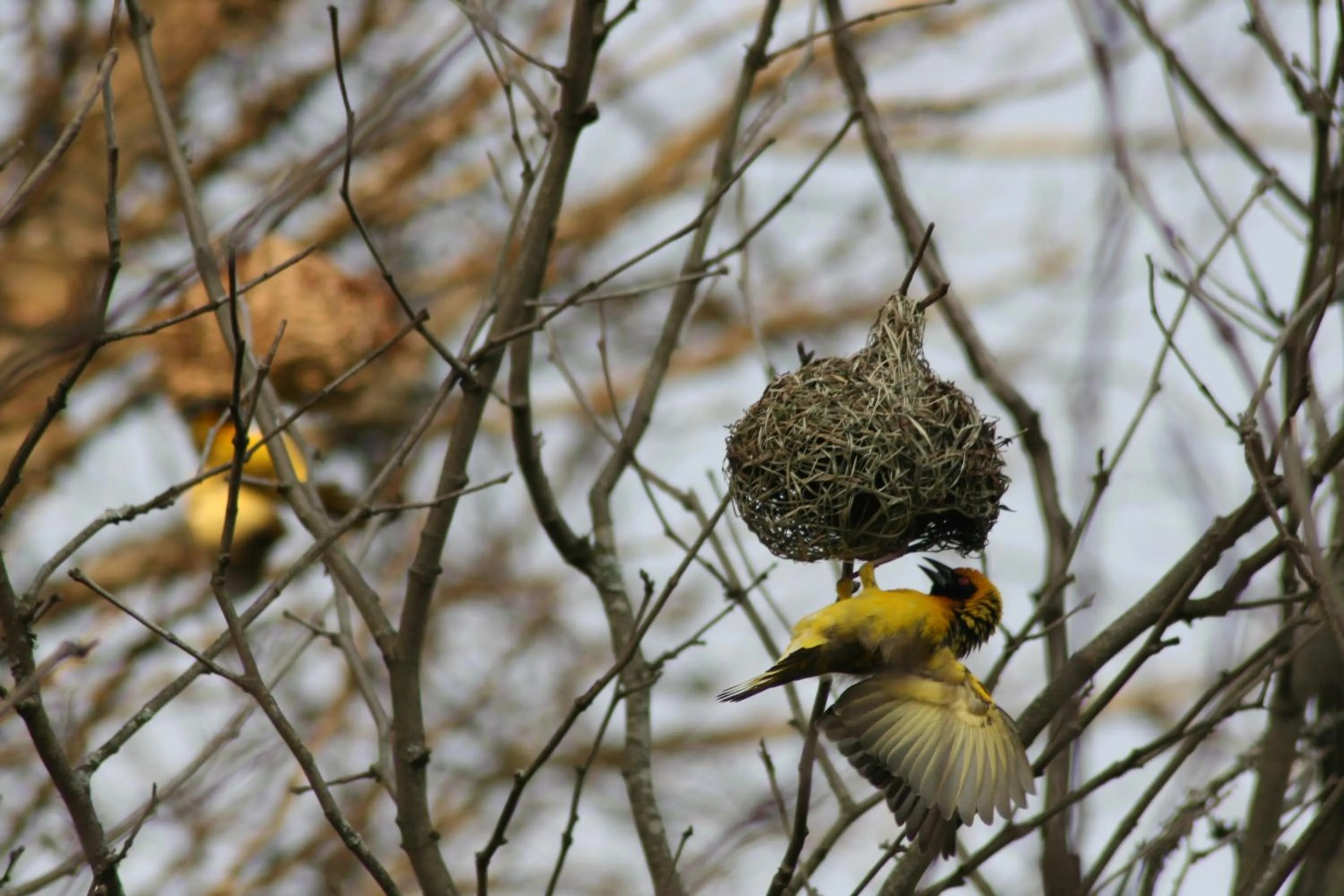 Animals in Curry's Post Bed & Breakfast